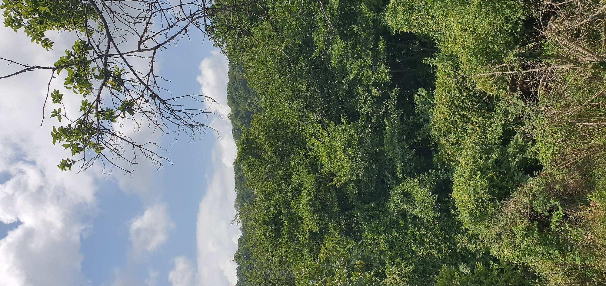 The image depicts a dense, verdant forest scene under a partly cloudy sky. In the foreground, bare branches of a tree extend from the upper right and left, casting a stark contrast against the lush greenery. The midground and background are filled with a thick canopy of various shades of green foliage, indicating a variety of trees and undergrowth. The terrain appears to be hilly, with the forest covering the slopes of hills that recede into the distance. The sky is a bright blue with scattered white, puffy clouds. The overall impression is one of a natural, undeveloped landscape. The image is located in the city of Lapstarkha, Abkhazia.