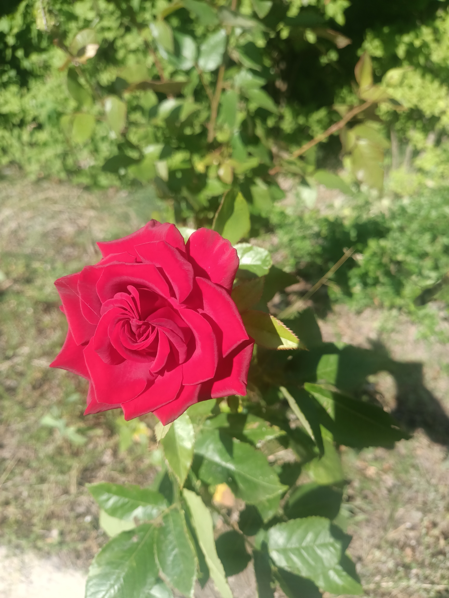 A close-up shot captures a vibrant red rose in full bloom, its petals unfurling in a spiral pattern. The rose is the clear subject, positioned slightly off-center to the left, and bathed in bright sunlight which casts shadows on its petals and the surrounding greenery.
The background is a soft blur of lush green foliage, suggesting a garden setting. Sunlight filters through the leaves, creating dappled patterns on the ground, which appears to be covered in dry grass and dirt. The overall scene is tranquil and natural, evoking a sense of a warm, sunny day.
There is no text visible in the image. The time of day is clearly daytime due to the strong sunlight and distinct shadows. The location cues, such as the type of foliage and the dry, earthy ground, are consistent with an outdoor setting in a temperate climate. Given the provided location context of Kryvyi Rih, Ukraine, the image likely depicts a rose in a garden there, possibly during the warmer months. The beauty of the rose suggests a peaceful and serene moment, with no discernible human activity.