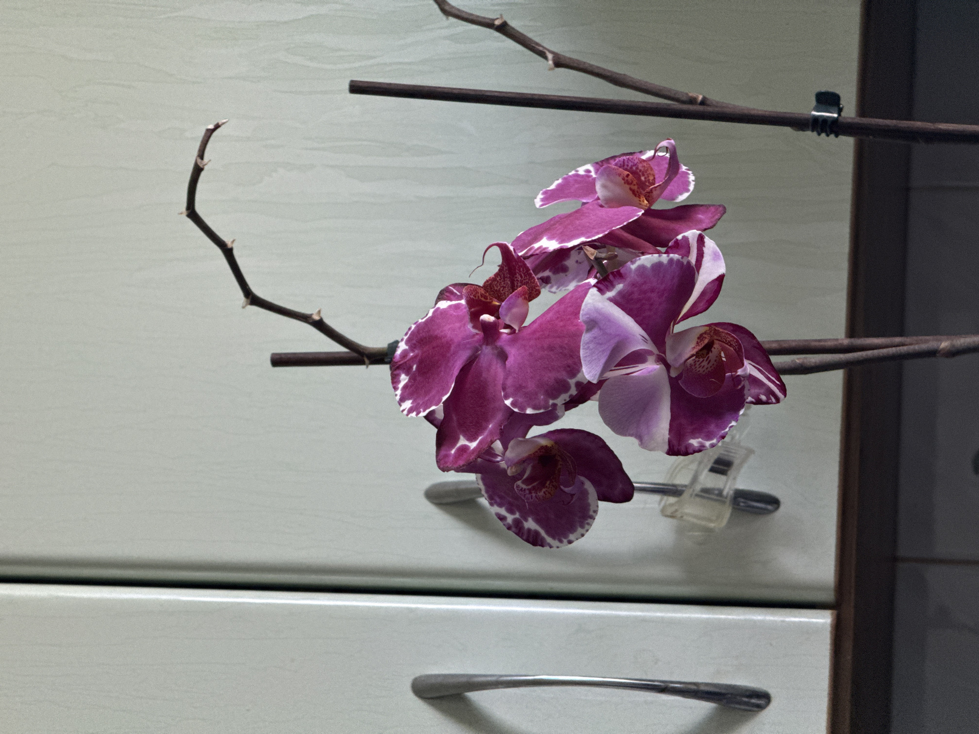 A close-up, eye-level, medium shot captures a cluster of vibrant pink and white phalaenopsis orchid blooms. The flowers hang from a dark stem that is supported by two vertical dark brown stakes. One stake has a small black clip attached to it. To the left of the orchids, a light green cabinet with two silver handles is visible. The cabinet is positioned behind the plant. The background is a textured, light green wall. The scene appears to be indoors, likely in a domestic setting, though no specific location within Dnipro, Ukraine, can be determined from the visual information alone.