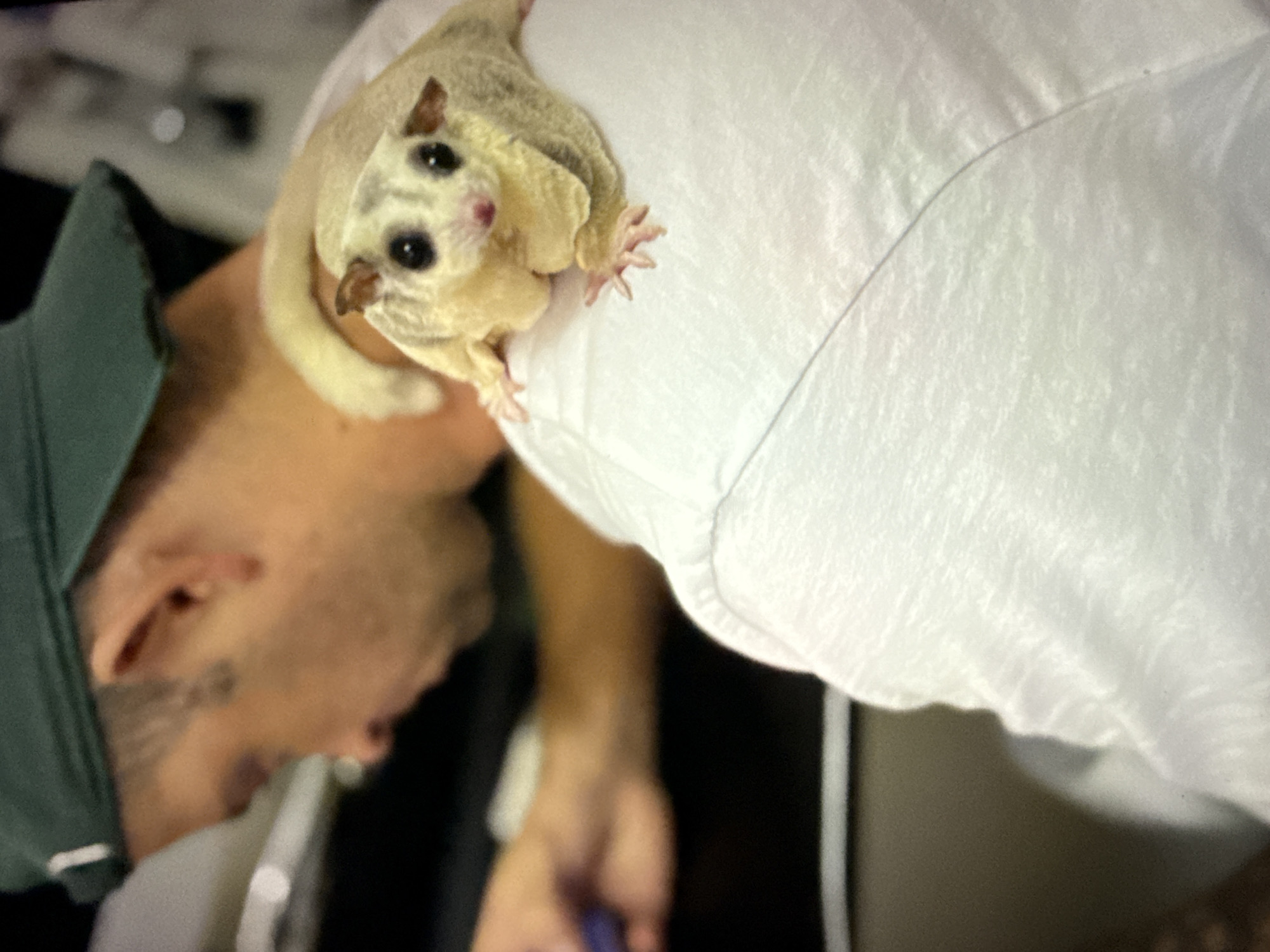 An overhead medium shot captures a close-up view of a sugar glider perched on a person's shoulder. The sugar glider, a small marsupial, is light tan with darker markings, large black eyes, and delicate pink paws. It faces the camera, its tail curled behind it. The person, partially visible, wears a dark green baseball cap and a white t-shirt. Their head is turned away from the camera, and their left hand is blurred in the foreground, suggesting it may be holding an object or interacting with something out of frame. The background is dark and indistinct, providing no specific environmental clues. There is no identifiable location in Taipei, Taiwan.