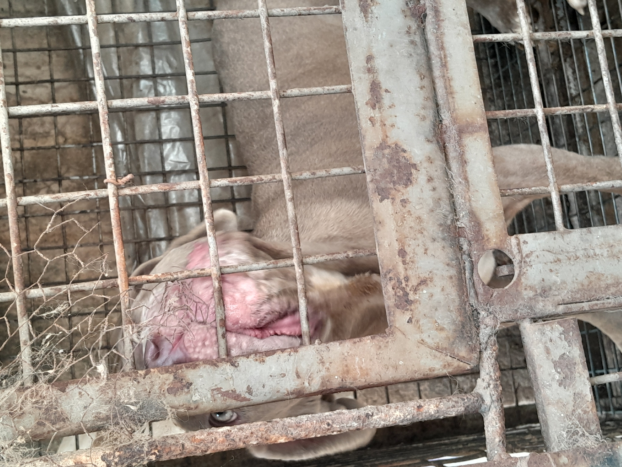 A beige-colored American Bully dog is confined within a rusty, metal cage, likely in Jos, Nigeria. The dog's head is pressed against the cage bars, revealing a pink, potentially irritated area around its snout and mouth. One eye is visible and appears alert. The cage is old and shows significant signs of rust and corrosion. The cage sits on a surface covered with debris.