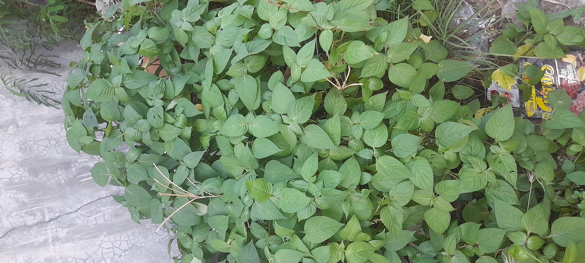 The image shows a dense patch of leafy green plants growing in what appears to be an unkempt outdoor area in Buketteukuh, Indonesia. The plants are the dominant feature, covering most of the frame. Interspersed within the vegetation are a few strands of dry grass, and a discarded food wrapper. A cracked, gray concrete surface borders the plants on one side, while the remaining background is blurred. No people or animals are visible.