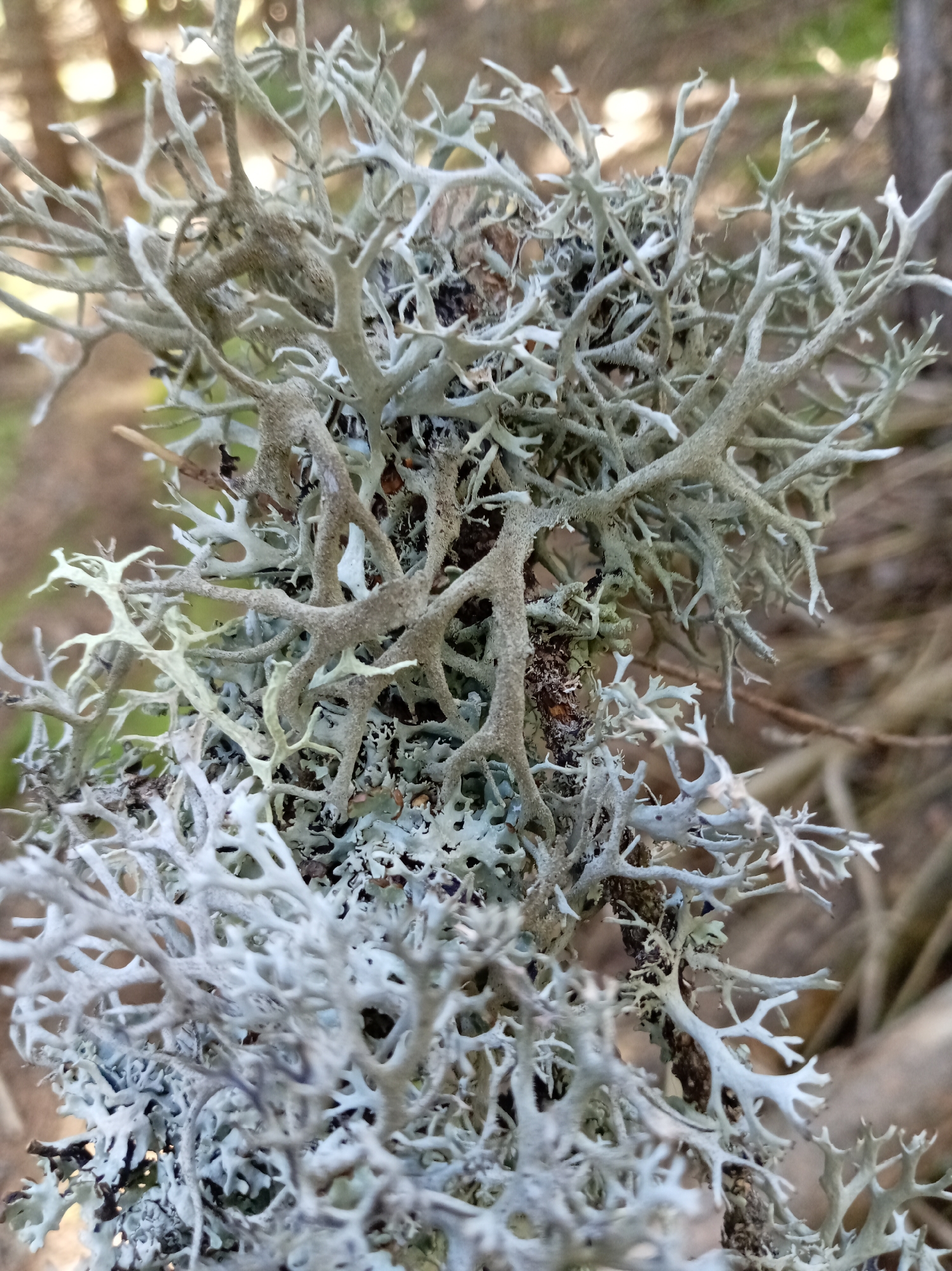 A close-up, low-angle, vertical shot captures a branch heavily encrusted with pale green and white lichen. The lichen appears as a dense, intricate network of branching, shrub-like structures, with some sections appearing lighter and more delicate than others. The underlying branch is dark and textured, providing a stark contrast to the lichen. The background is softly blurred, suggesting a natural outdoor setting with hints of trees and foliage. The lighting is natural and even, illuminating the textures and details of the lichen.