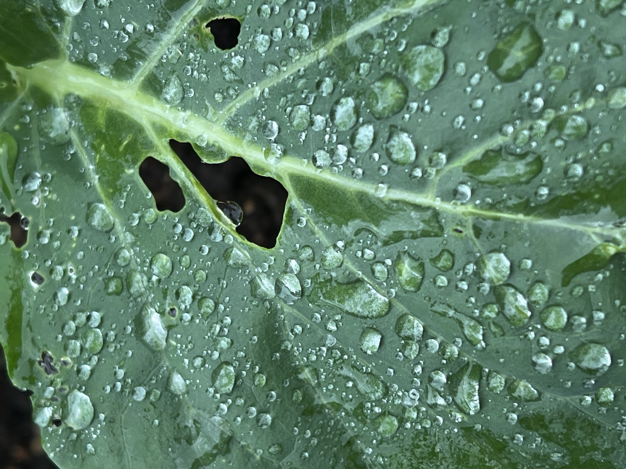 A close-up, macro photograph captures a large, green leaf covered in numerous water droplets. The leaf appears to be part of a plant growing outdoors, as suggested by the dark, out-of-focus background which may be soil. Several irregular holes are visible on the leaf's surface, possibly caused by insects or decay. The water droplets are of varying sizes, some appearing as small beads while others are larger and more spread out, clinging to the leaf's textured surface. The image is well-lit, highlighting the reflective quality of the water and the vibrant green of the leaf. The scene is devoid of any human presence or activity. The location is identified as Panteleevka, Russia.