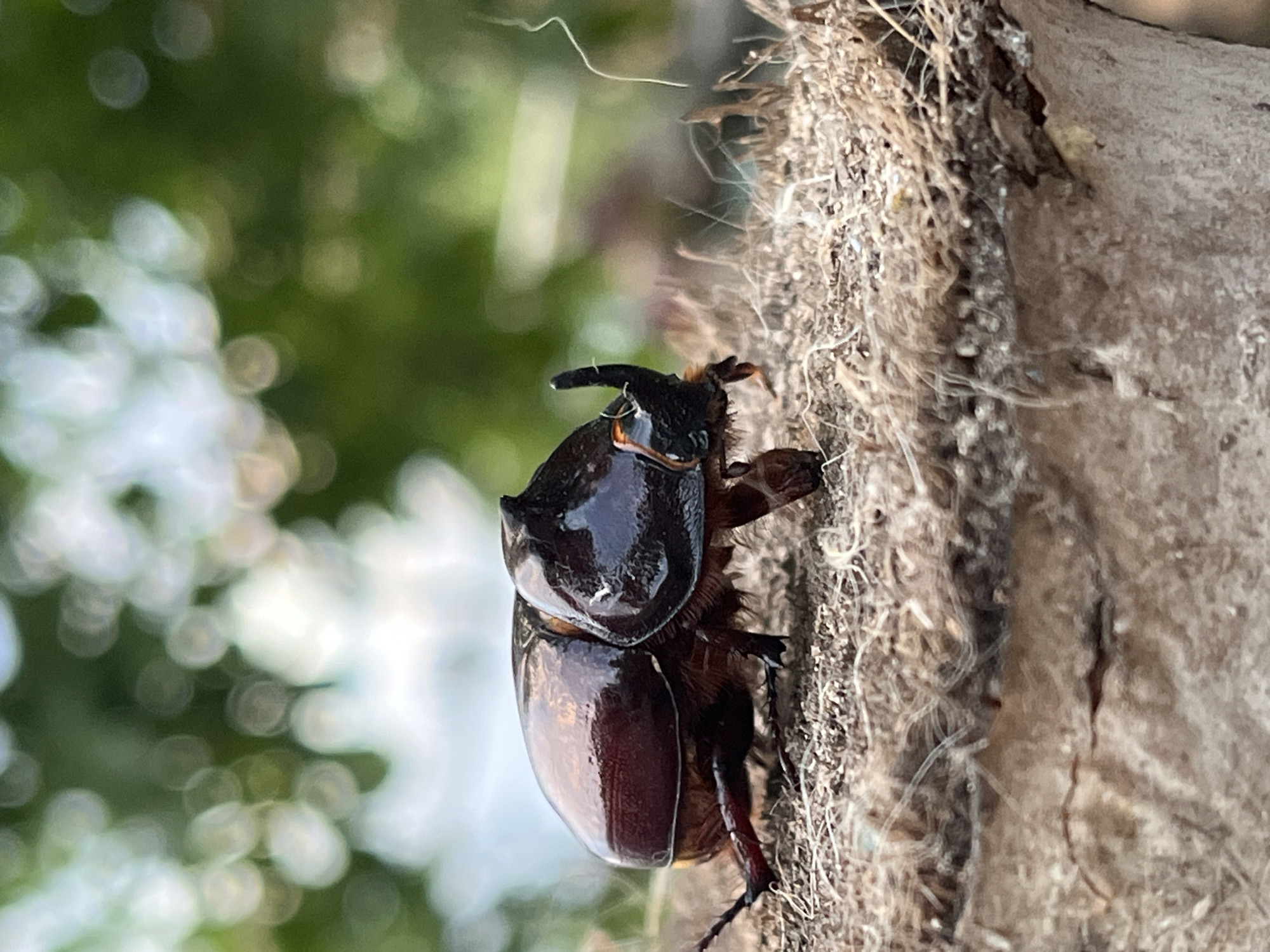 A rhinoceros beetle, identified as likely belonging to the subfamily Dynastinae, is prominently featured in the foreground of the image. The beetle, with its characteristic horn and glossy, dark brown exoskeleton, is positioned on a textured surface resembling dry soil or bark, interspersed with fine, light-colored fibers. The beetle is captured in profile, facing towards the right, with its legs clearly visible gripping the surface.
The background of the image is softly blurred, creating a bokeh effect that suggests a natural, outdoor environment. Lush green foliage and areas of bright, out-of-focus light are visible, indicating a possible setting with trees or plants and dappled sunlight. The overall impression is one of a close-up study of the insect in its habitat. There are no people, buildings, or any other discernible urban or rural features that would indicate a specific location within the city of Krasnyye Barrikady, Russia, or any other geographic area. The image focuses solely on the beetle and its immediate surroundings.