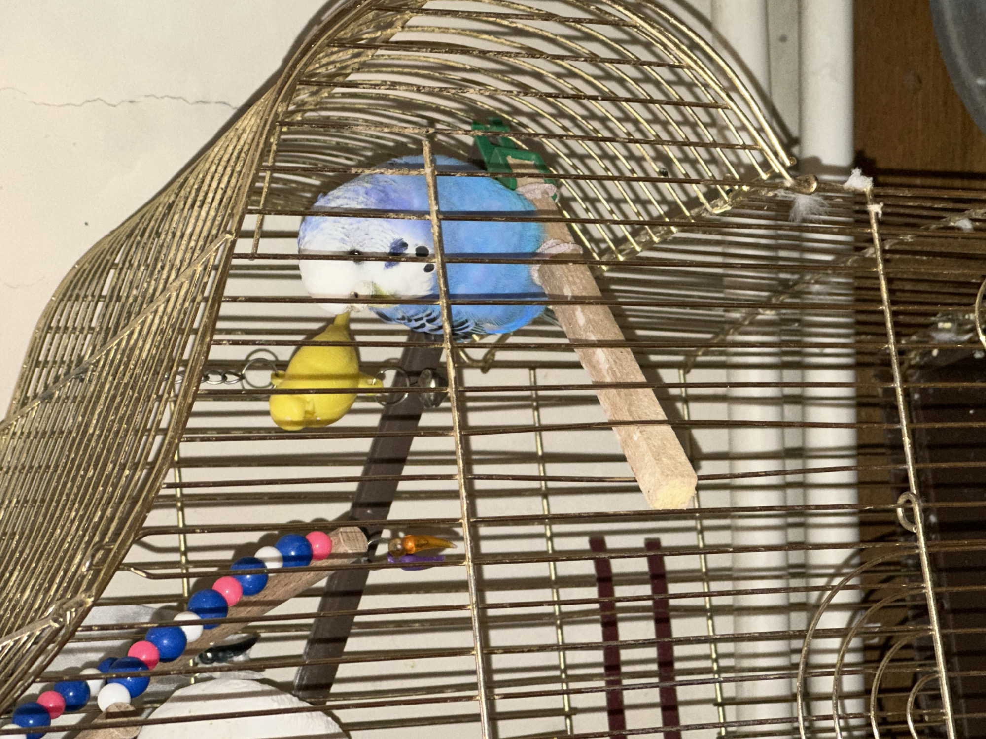 Two budgerigars are inside a golden birdcage. A blue and white budgie is perched on a wooden dowel in the foreground, facing left. Behind it, a smaller yellow budgie is also perched on a wooden dowel. A string of colorful beads hangs from the top of the cage. The background appears to be a wall with a faint crack. The scene is indoors, possibly in a residential setting.