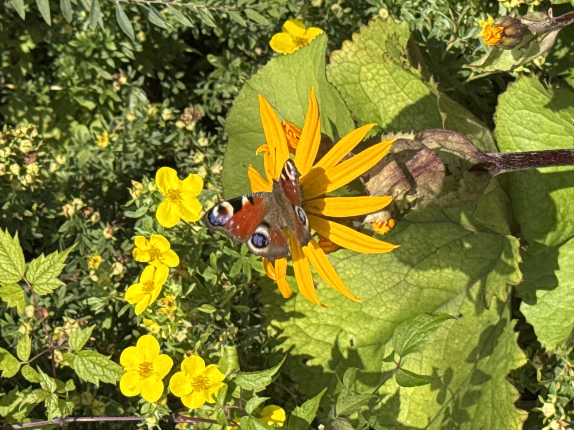 In a garden setting, a Peacock butterfly is perched on a vibrant yellow flower. The butterfly's wings are a striking display of oranges, blues, and black markings. The flower it rests on has numerous bright yellow petals radiating outwards, and it appears to be a daisy-like variety. Surrounding the main flower are other smaller yellow flowers, along with lush green foliage. The scene is illuminated by natural sunlight, casting shadows and highlighting the textures of the leaves and petals. The background consists of more greenery, creating a natural and abundant environment. This scene is located in the village of Бараўлянскі сельскі Савет, Belarus.