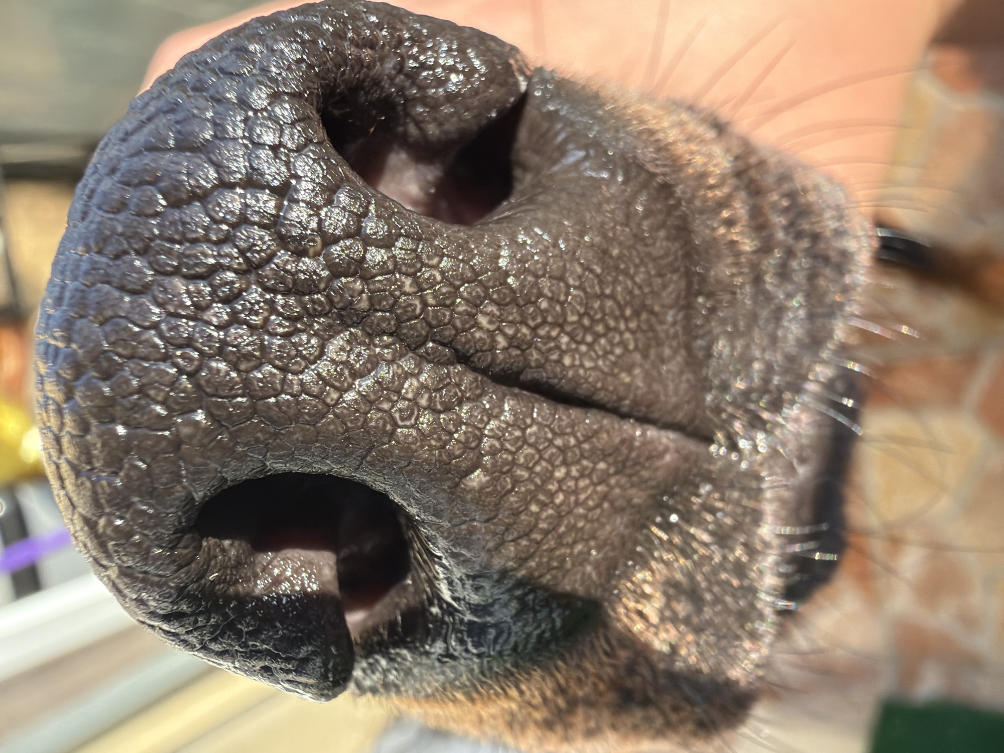 The image is an extreme close-up of a dog's wet nose, taken outdoors in daylight. The nose is dark brown with a textured, pebbled surface, and appears to be glistening. The nostrils are clearly visible, dark and deep. Around the nose, a patch of brown and tan fur is visible, as well as some long, thin whiskers. In the background, out of focus, there are glimpses of what appears to be a tiled surface and possibly a railing or fence. There is no indication of the city of Sofia, Bulgaria, or any specific location within it.