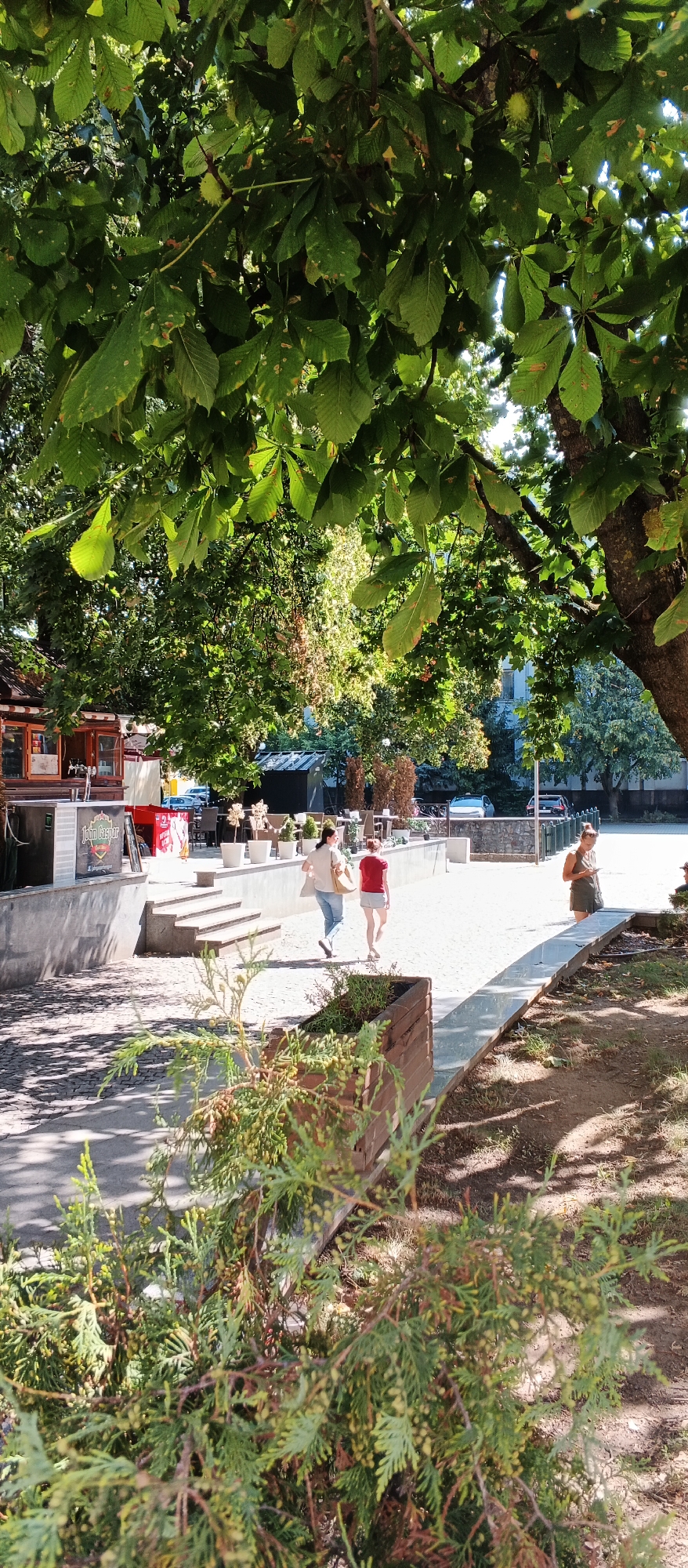 In Berehove, Ukraine, this outdoor scene captures a sunny day beneath the dense canopy of a large chestnut tree. In the foreground, a low wooden planter contains a sprawling, green conifer. Beyond this, a paved pathway leads past a raised, concrete embankment. Two women are walking away from the camera on the paved path. The woman on the left wears a light-colored shirt and blue jeans, carrying a white bag. The woman on the right is in a red t-shirt and white shorts. Behind them, a small outdoor cafe structure with glass windows and awnings is visible, with a sign featuring the name "John Gasper". Several white potted plants are arranged along the embankment. Further into the background, there are parked cars and trees. To the right of the pathway, another woman in a dark green dress is standing and looking at her phone. The ground is a mix of paved surfaces and dirt, with shadows cast by the trees.