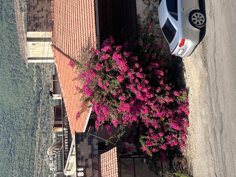 This image captures a daytime street scene in An-Nasra, Syria, featuring a residential area with a mountainous backdrop.
In the immediate foreground, an asphalt road transitions to an unpaved shoulder composed of light-colored gravel and dirt. Occupying the mid-ground is a large, dense Bougainvillea bush, heavily laden with bright fuchsia-colored flowers, which extends from ground level upwards and partially obscures a building behind it. Fallen fuchsia petals are scattered on the ground directly beneath the bush. To the right of the bush, a silver four-door sedan, consistent with an Audi A4, is parked on the unpaved shoulder, oriented with its rear towards the viewer; its rear bumper, taillights, and a visible sunroof are discernable.
Behind the Bougainvillea bush, a building with a prominent orange-red tiled roof sloping downwards from left to right is visible, alongside light-colored, possibly stone or concrete, walls. To the left of the main bush, another building with a smaller terracotta tiled roof and stone-like walls is present. In the distant background, several additional multi-story residential structures with flat roofs are visible, one of which displays a rusted satellite dish. Utility lines are faintly visible stretching horizontally across the mid-ground. The upper half of the image is dominated by a large, green mountain covered in trees, all under a clear, bright sky. No individuals are depicted in the scene.