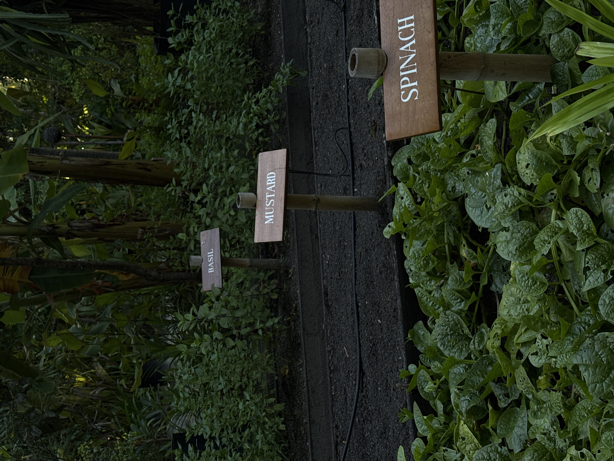 The image shows a garden bed with various plants and signs indicating their names. In the foreground, lush green spinach plants are growing. Behind the spinach, a row of dark soil is visible, with a black irrigation hose running along it. Further back, there are signs labeled "MUSTARD" and "BASIL" pointing to patches of plants. The background is filled with dense foliage, including what appear to be banana trees, suggesting a tropical environment. The lighting is dim, with some dappled sunlight filtering through the leaves. There are no people or animals present in the scene. The overall impression is that of a well-maintained vegetable garden in a tropical location. The specific location in the city of Unknown, Maldives, cannot be determined from the image alone.
