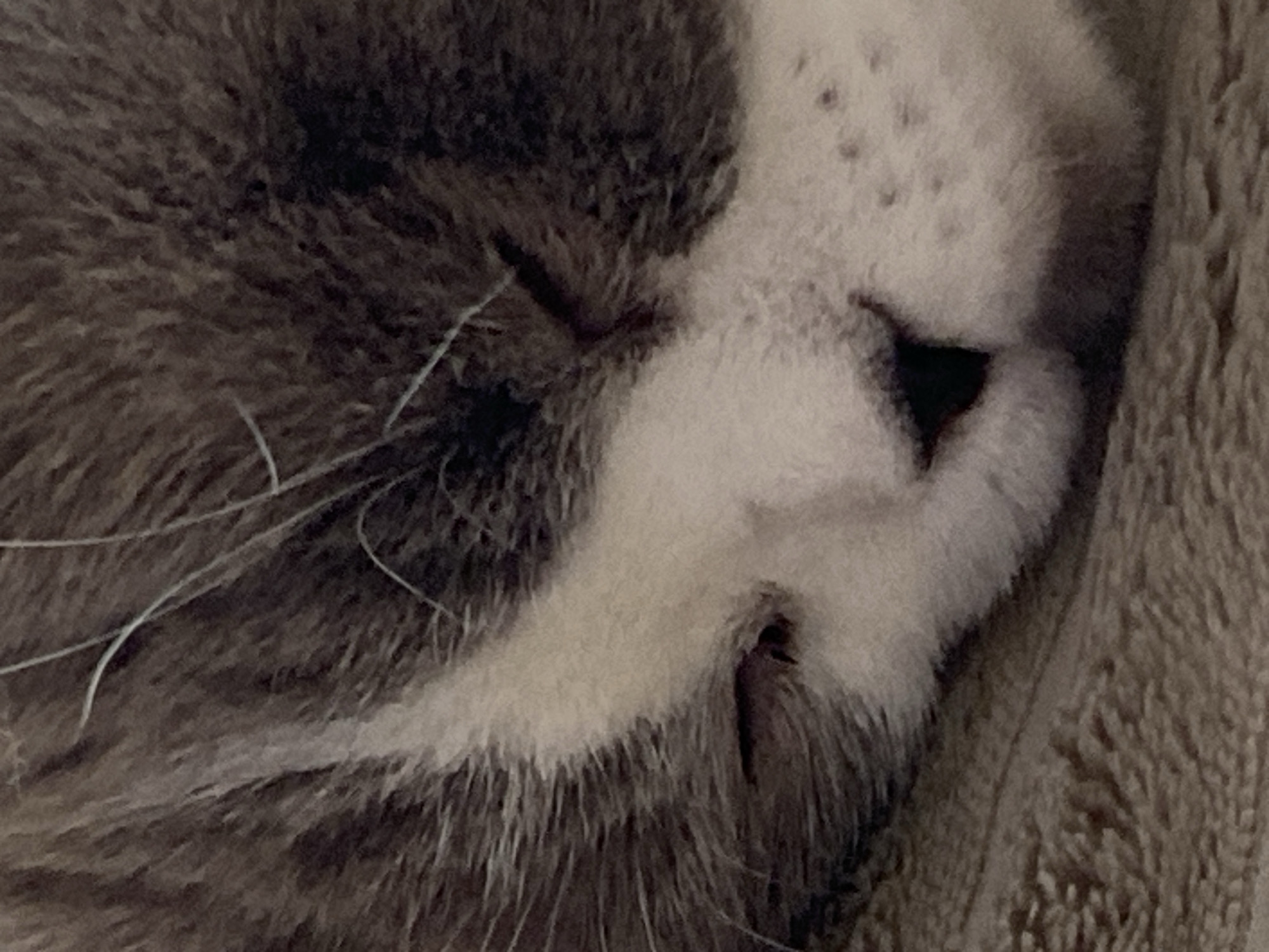 A close-up shot shows the face of a sleeping cat. The cat has gray and white fur and is resting on a brown, textured surface. The cat's eyes are closed, and its nose is partially visible. The lighting is soft, and the focus is on the cat's face. There is no discernible location in Novokuznetsk, Russia.