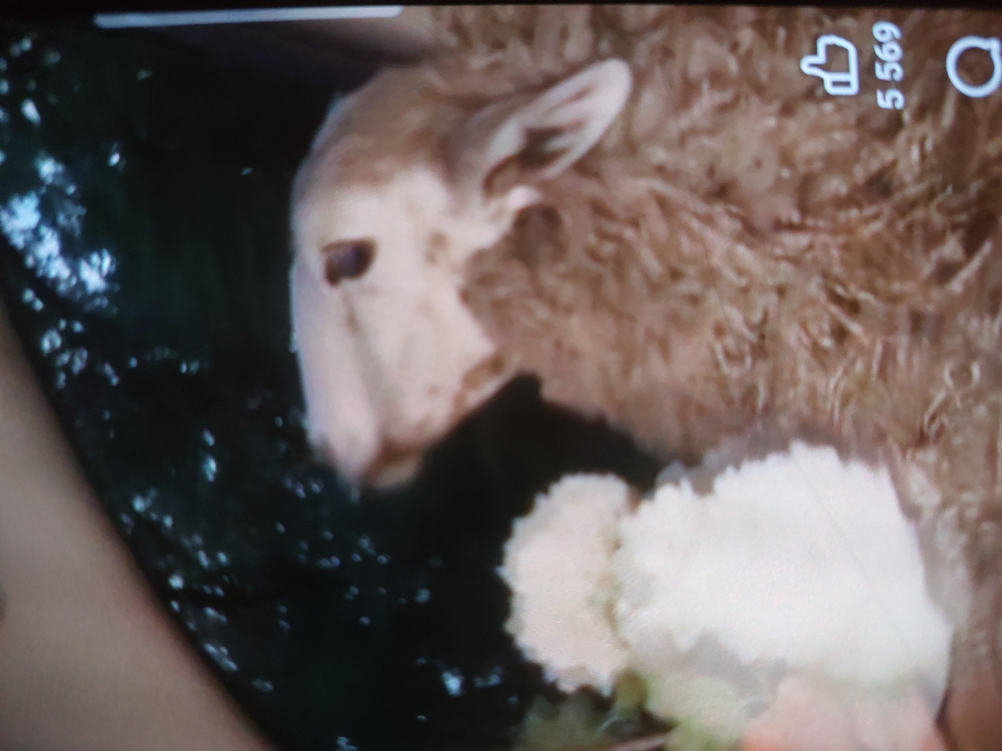 The image shows a sheep. Its head is white with brown markings around its eyes. Its body is covered in light brown wool. A patch of white wool is visible on its shoulder. The background is dark and blurry, but suggests water or foliage. The image is a screenshot from a video and the right corner shows a "like" icon with the number 5,569. There is no visual information in the image to suggest it was taken in Tsarevo, Bulgaria.