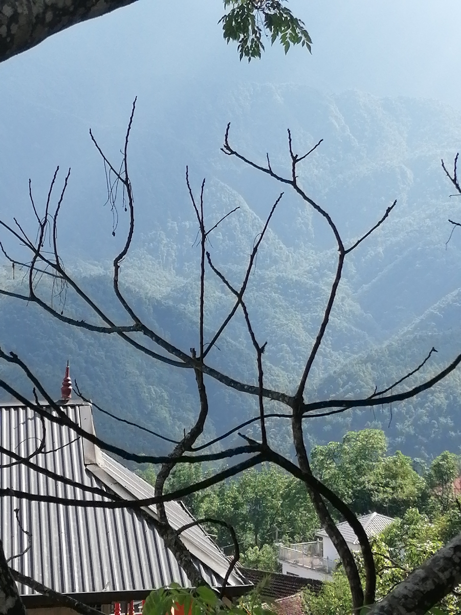 The image shows a view from what appears to be an elevated position in Sa Pa Ward, Vietnam. In the foreground, bare tree branches frame the scene. A building with a corrugated metal roof and a small, pointed spire is visible below the branches. The background reveals a series of layered, forested mountains partially obscured by mist or haze. The sky is a pale blue, suggesting a clear day with some atmospheric conditions that reduce visibility. Below the forested mountains, there are buildings peeking between green trees, indicating a village or residential area.