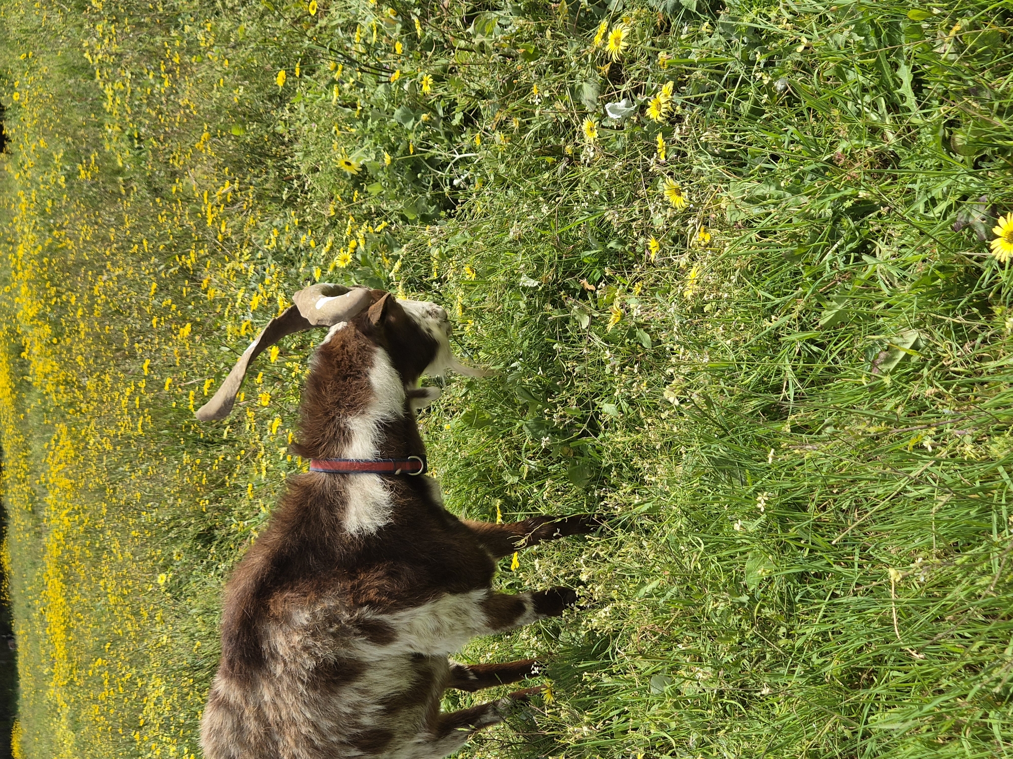 A brown and white goat stands in a field of green grass and yellow wildflowers. The goat is wearing a red collar. The location is Esposende, Portugal.