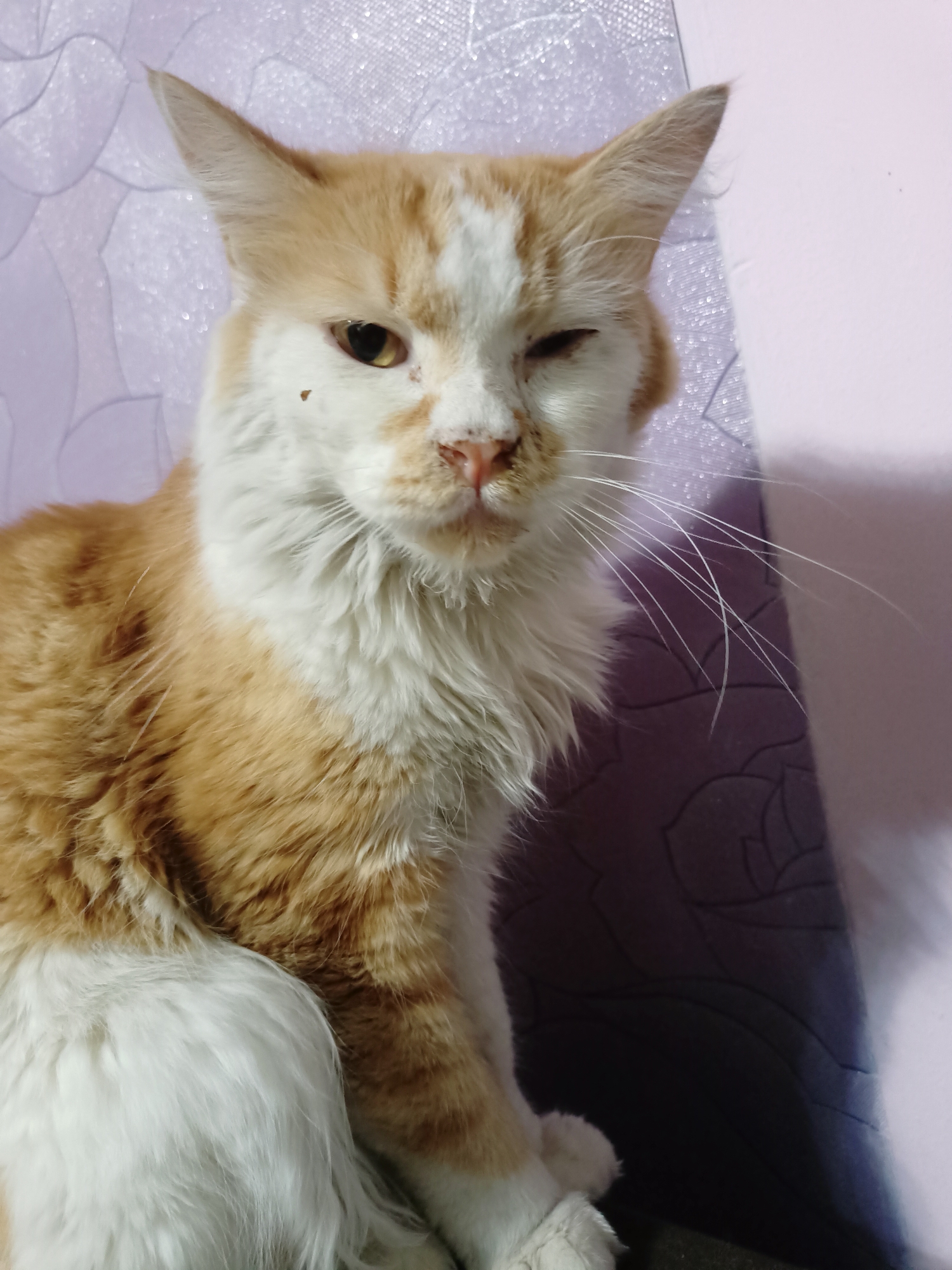 An orange and white cat is captured in a close-up portrait, sitting against a textured purple and light pink background. The cat is looking directly at the camera with its left eye open and its right eye partially closed, giving it a winking appearance. Its fur is fluffy, with prominent orange tabby markings on its head and body, interspersed with white patches. Long white whiskers fan out from its muzzle. The background appears to be a wall with a subtle floral pattern. There is no discernible urban setting or specific location within Almaty, Kazakhstan, evident in the image.