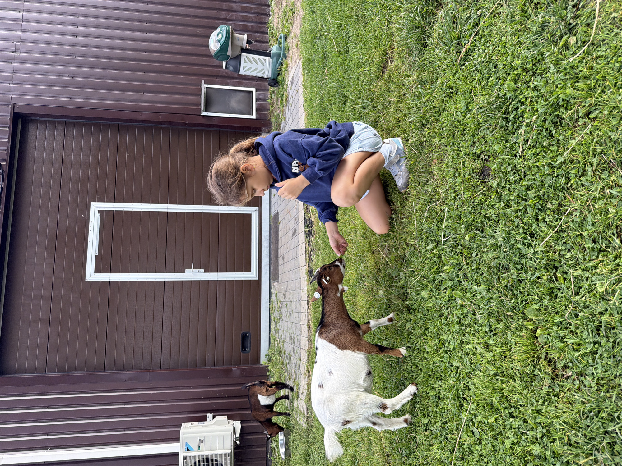 In Vārpas, Latvia, a young girl with brown hair tied in a ponytail, wearing a dark blue hooded sweatshirt and denim shorts, is crouching on a grassy lawn in front of a large, brown, corrugated metal building. She is feeding a small, spotted goat with her right hand, offering it something from her palm. The goat, predominantly white with brown markings, is reaching out to take the offering. Another goat, mostly brown with white markings, is visible in the background, grazing near a metal food bowl. An outdoor air conditioning unit is mounted on the left side of the building, and a green and white outdoor apparatus, possibly a bug zapper, is situated to the right of the building's entrance. The ground is covered in green grass and some paving stones near the building entrance.