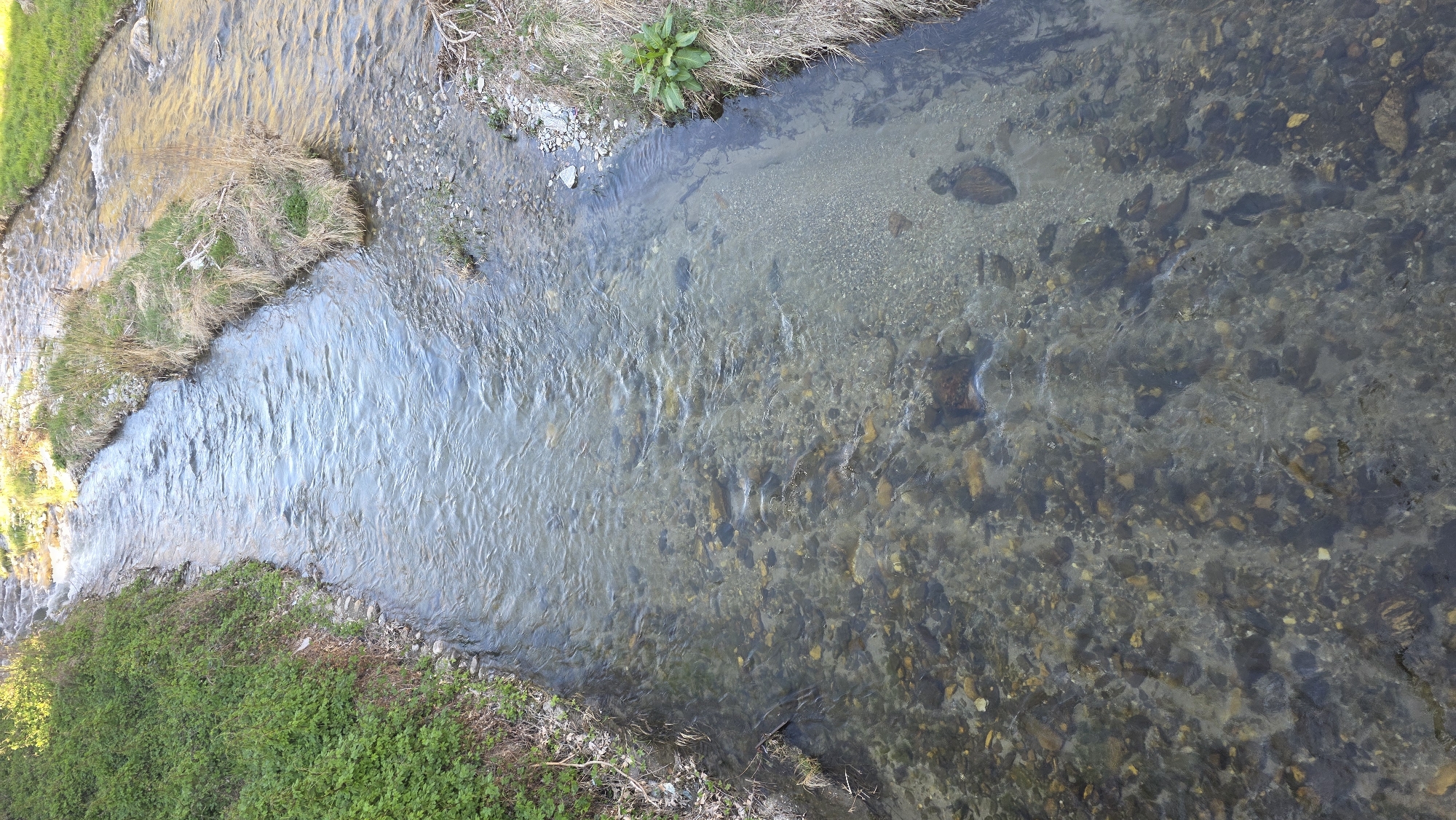 The image is an overhead shot of a shallow, clear stream with a rocky bottom. The water is flowing from top to bottom. The stream banks are lined with vegetation, including grass and small bushes. The vegetation on the left bank is more dense and green. The right bank has patches of dry grass and some green plants. The stream bottom is visible, showing rocks and pebbles of varying sizes and colors. The scene appears to be in a natural or semi-natural setting. I don't have location information.
