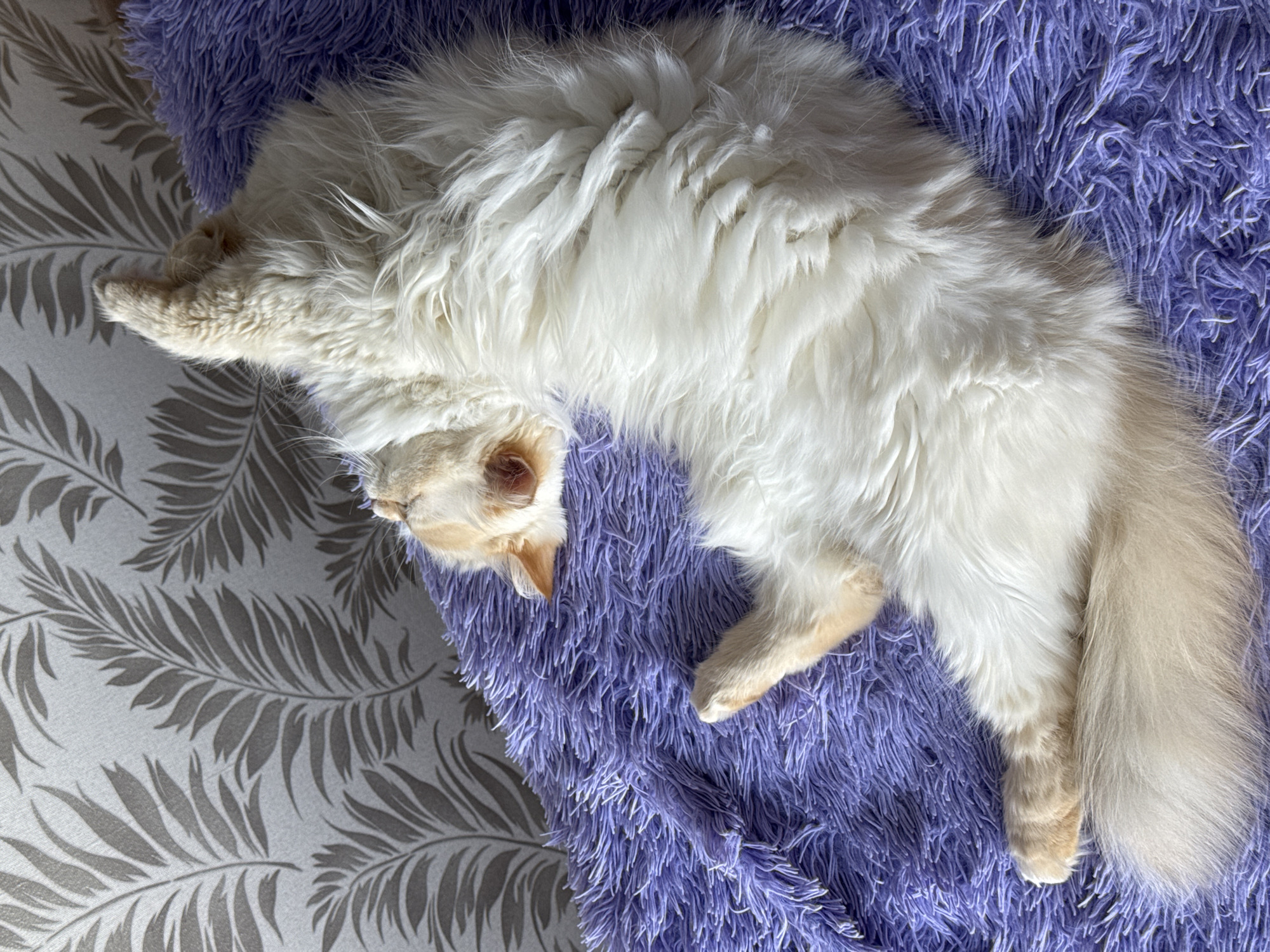 A cream-colored cat with long fur is lying on a fluffy purple blanket that is placed on a surface with a grey floral pattern. The scene is indoors. There is no clear evidence to confirm the location is in Chaikovsky, Russia.