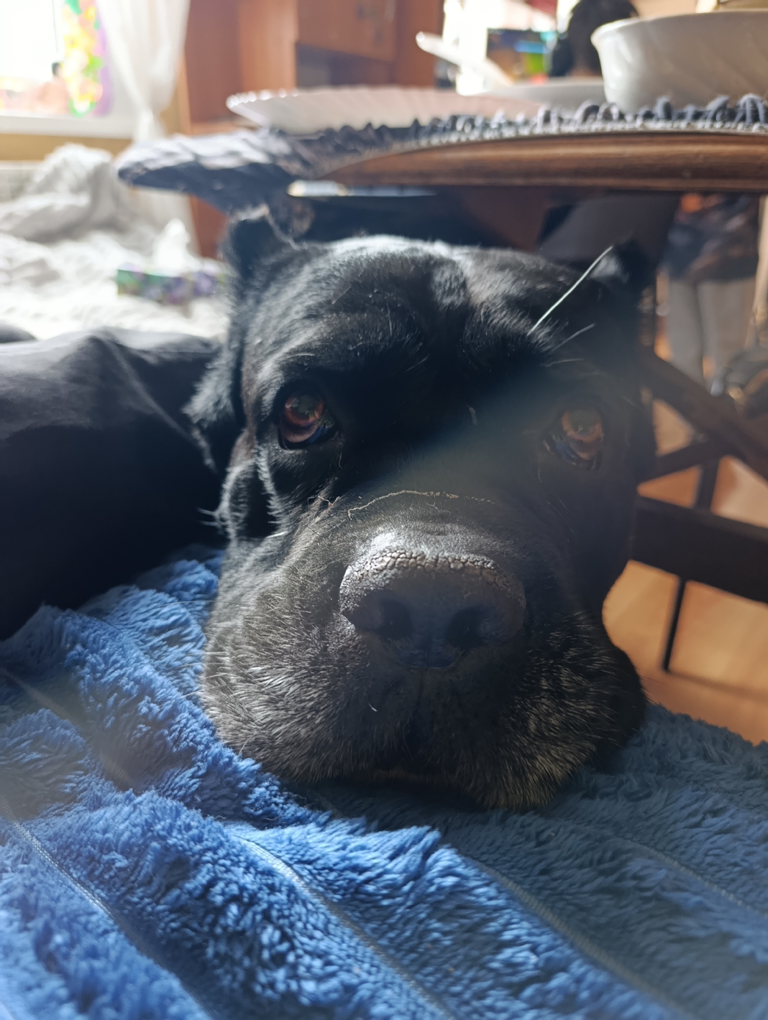 A close-up, eye-level shot shows a black dog with large, expressive eyes resting its head on a plush blue blanket. The dog's muzzle is prominent in the foreground, with graying fur around its nose and mouth. Sunlight streams in from the left, creating a bright highlight across the dog's face and casting shadows. In the background, out of focus, a table with a wooden base and a dark top is visible, along with hints of indoor furniture and what appears to be a window with curtains. The overall setting suggests an indoor environment, likely a home in Brovary, Ukraine, where the dog is relaxed and comfortable.