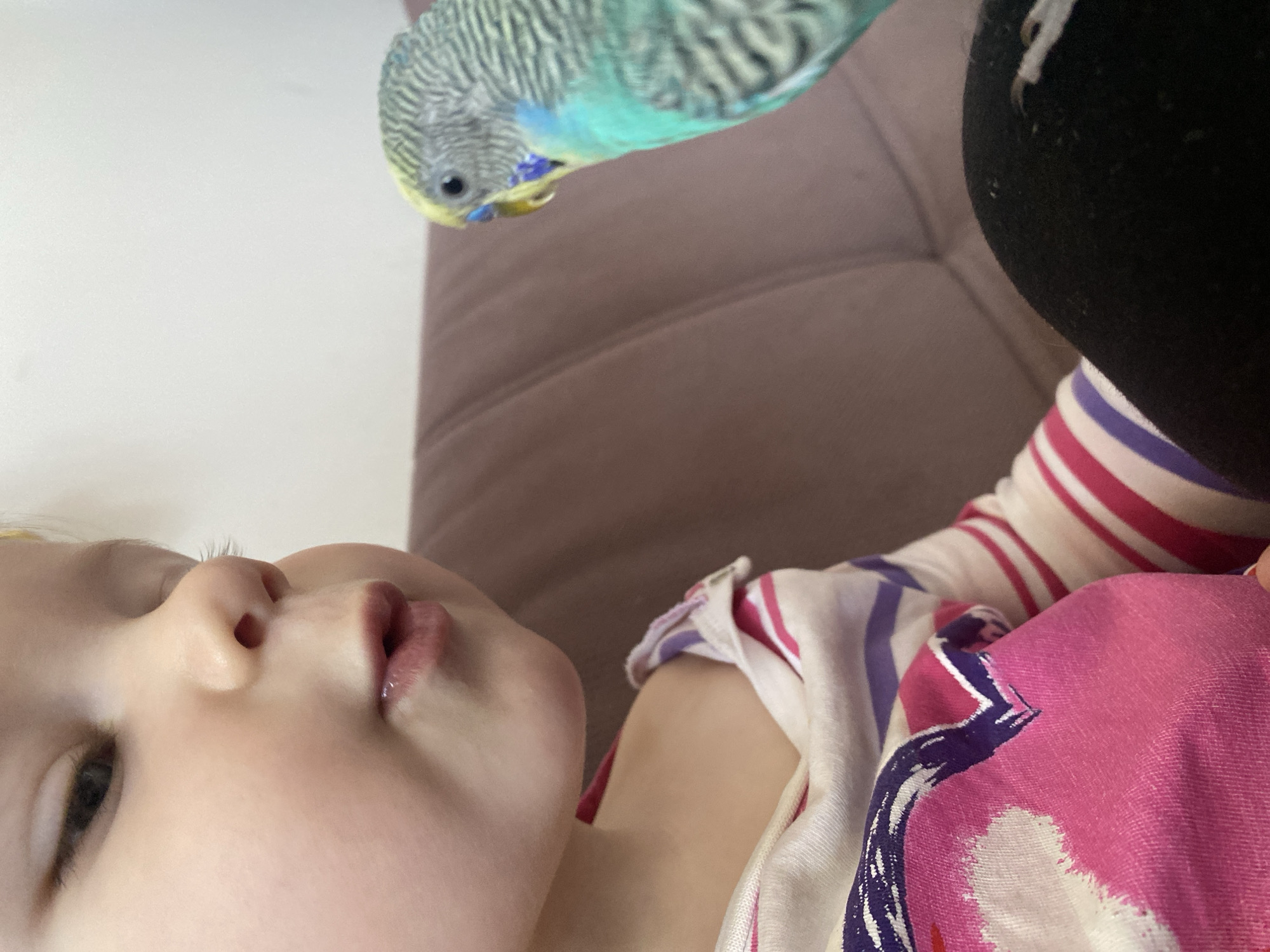 A child lies on their back on a brown sofa, looking upwards at a blue and green parakeet hovering overhead. The child is wearing a patterned white shirt with pink and purple accents. A leg covered in black leggings is visible next to the child's shoulder. The setting appears to be indoors, in an undefined city location.