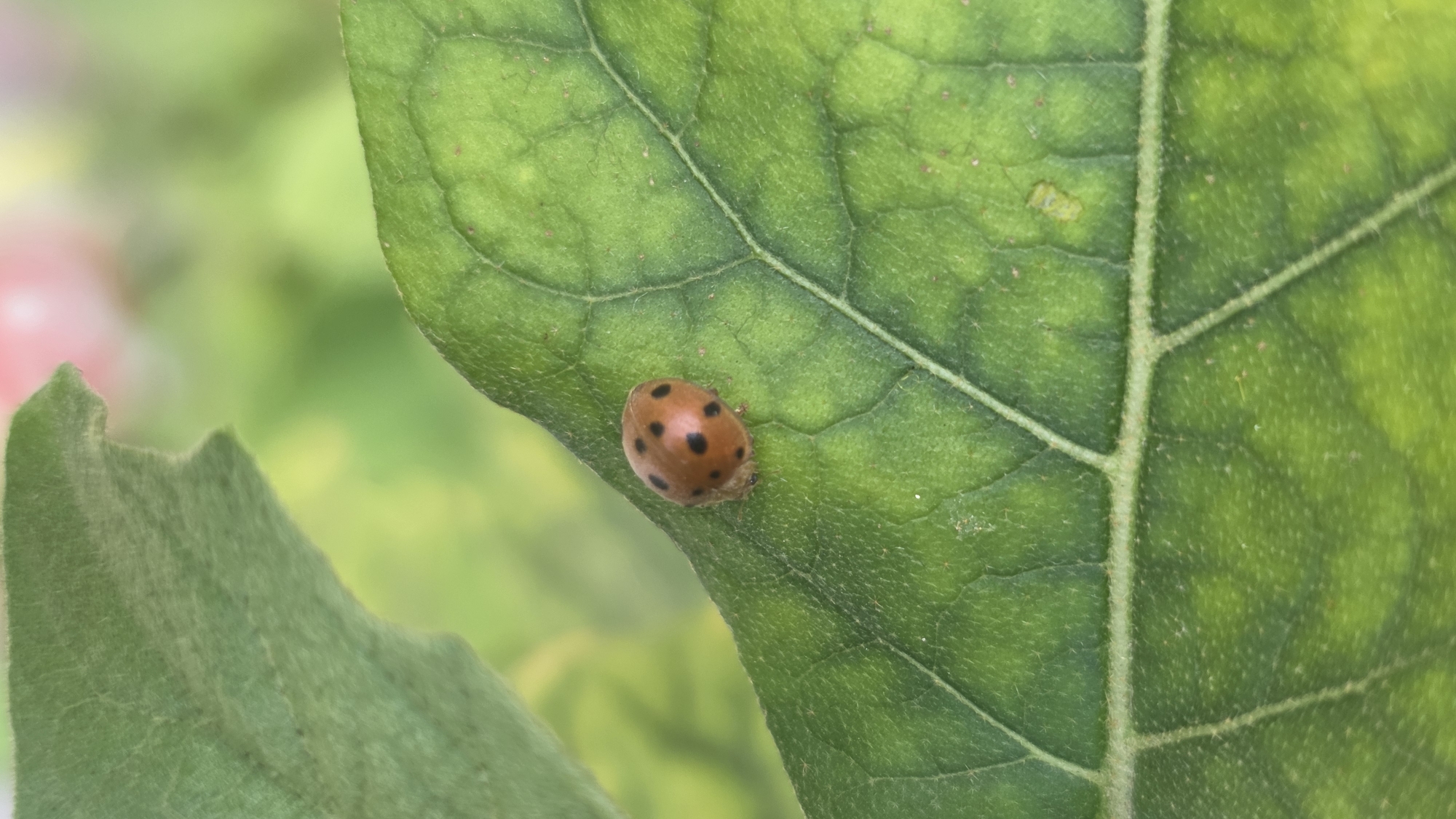 A medium-close shot captures a ladybug resting on a green leaf. The ladybug is orange with several black spots. The leaf is textured with visible veins and some signs of wear and discoloration. The background is blurred, consisting of green and other foliage. The image was taken in an outdoor setting, possibly in a garden or park. There is no information to confirm or deny that the image was taken in the city of Lhokseumawe, Indonesia.