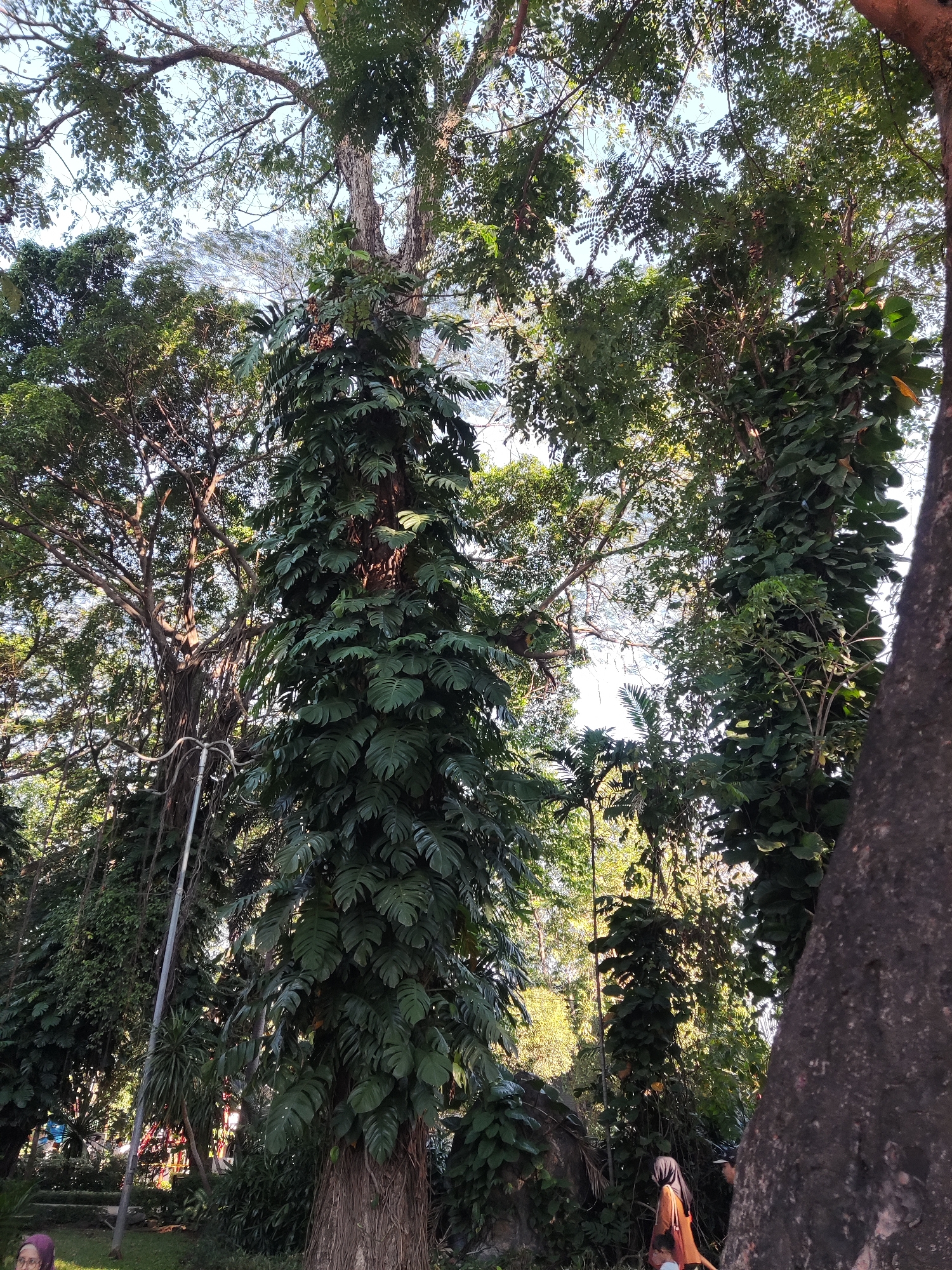 The image shows a lush green park with large trees and dense foliage. In the foreground, a large tree trunk is covered with vines. To the left of this tree, another large tree with intricate branches and hanging vines is visible. In the background, more trees and greenery create a dense forest-like environment. Sunlight filters through the leaves, creating dappled light on the ground. In the lower right corner of the image, a person wearing a headscarf and an orange top is walking away from the camera. In the lower left corner, a person wearing a purple headscarf is partially visible. The scene suggests a park or natural area within a city, possibly a botanical garden or a well-maintained park. The presence of people indicates it is accessible to the public. The overall impression is one of natural beauty and tranquility within an urban setting. The image is taken from a low angle, looking up into the canopy of the trees.