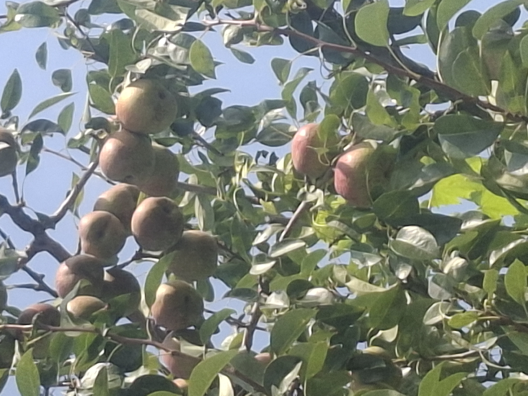 This is a medium-shot, vertical, natural light photograph of a pear tree laden with ripe pears, set against a clear blue sky. The pears, ranging in color from green to reddish-brown, are clustered on branches amidst lush green foliage. The scene is composed from a low angle, looking up into the canopy of the tree. The image does not depict any people, urban structures, or specific landmarks that would allow for precise location within Almaty, Kazakhstan. The overall impression is of a bountiful harvest in a natural or agricultural setting.