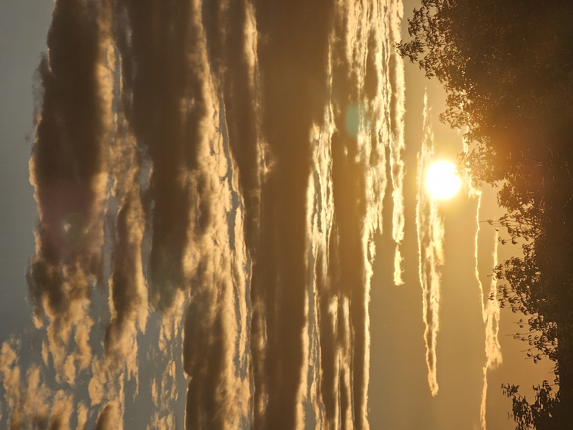 This is a vertical, eye-level, full-shot photograph taken at sunset in the city of Khimki, Russia. The image depicts a sky filled with dramatic, golden-hued clouds, backlit by the setting sun. The sun itself is a bright, white orb positioned in the lower-left quadrant, partially obscured by the clouds and emitting a warm glow. In the foreground, silhouetted against the vibrant sky, is the upper portion of a dense canopy of trees. The overall scene evokes a sense of natural beauty and the tranquil end of a day. There are no people or animals visible in the image.