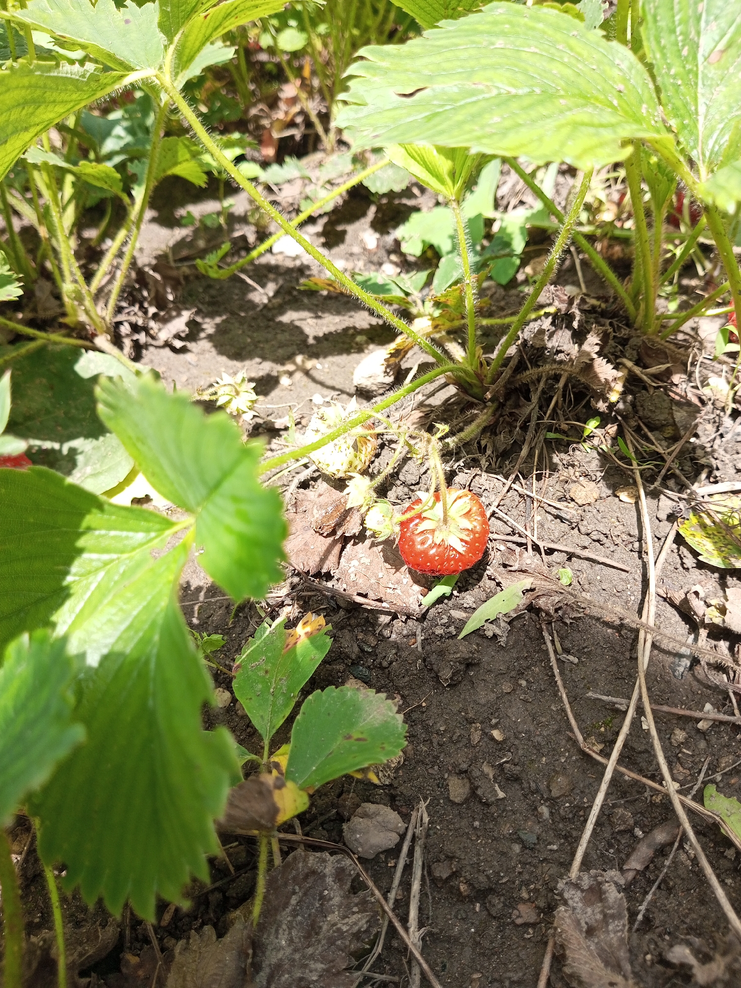 An overhead shot captures a single ripe strawberry resting on dark soil amidst strawberry plant foliage. The strawberry, a bright red with distinct yellow seeds, is the primary subject, positioned slightly left of the frame's center. Green leaves, some in sharp focus and others blurred by depth of field, surround the fruit. The ground is composed of soil, small pebbles, and dry plant matter. Sunlight casts shadows across the scene, indicating an outdoor environment. The location is identified as Ароматновское сельское поселение, Ukraine. There are no people or animals present.