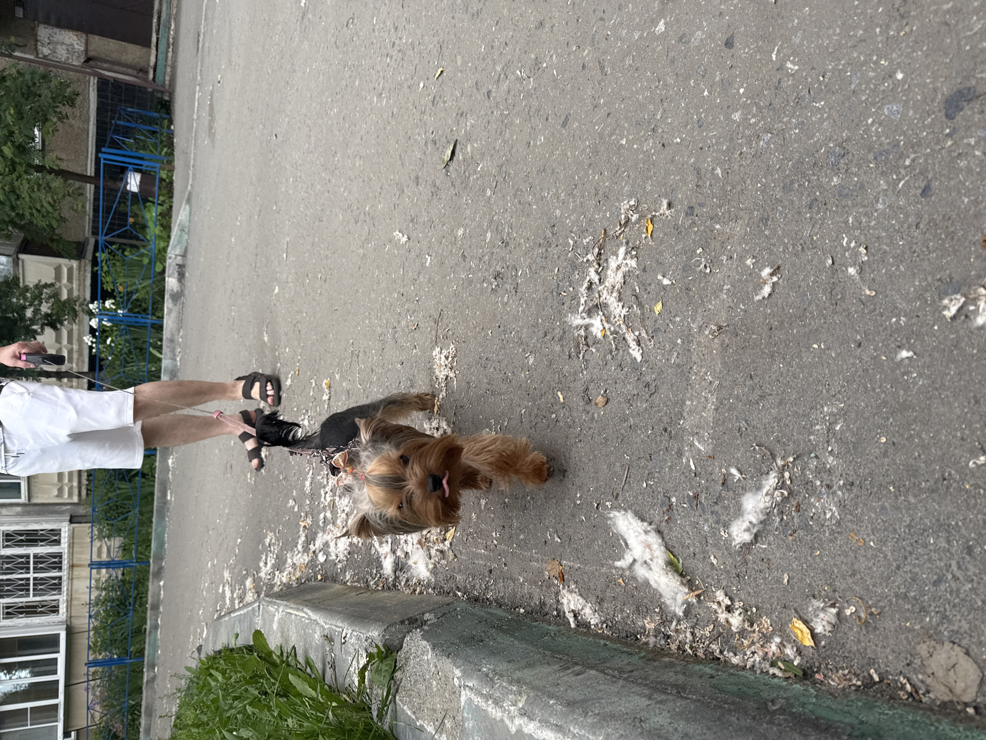 A person, wearing white shorts and black sandals, is walking a small, brown Yorkshire Terrier on a leash. The dog has its tongue sticking out. They are walking on a paved sidewalk next to a curb. The sidewalk is dirty, with scattered debris and what appears to be white fluff. In the background, there is a building with windows and some greenery. A blue metal fence is also visible. The scene appears to be outdoors, likely during the daytime. The overall impression is a casual walk on a somewhat unkempt urban street.