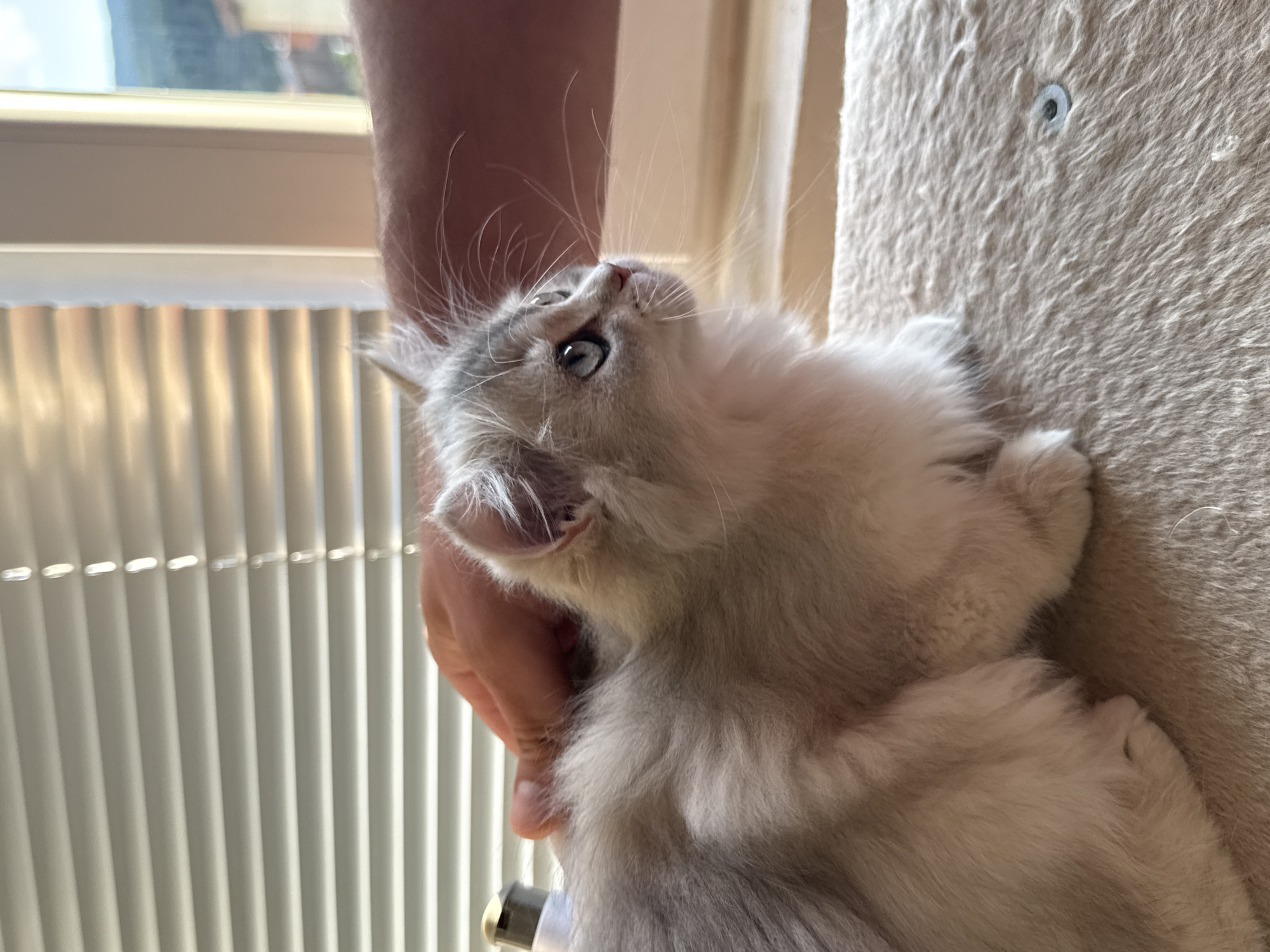 A fluffy light gray kitten with blue eyes is sitting on a textured beige surface, likely a cat tree, next to a window with horizontal blinds. A person's hand is gently stroking the kitten's back. The background shows a glimpse of houses and trees outside the window, suggesting an outdoor environment, possibly in the city of Yurukovo, Bulgaria. The lighting is natural, coming from the window. The kitten is the primary focus, with its fur appearing soft and its gaze directed to the right.