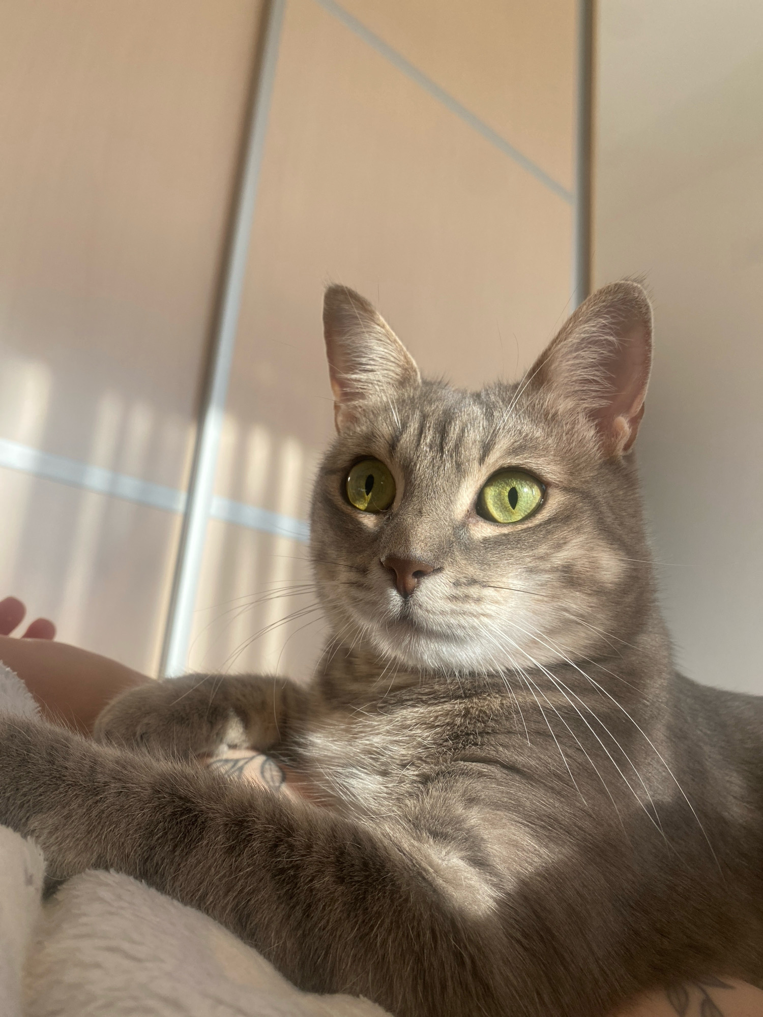 A close-up, eye-level, portrait shot shows a grey tabby cat with bright green eyes looking directly at the camera. The cat's face is in sharp focus, with the background blurred. The cat's fur is a mix of grey and brown with tabby markings. Its whiskers are long and white. The cat is lying down on a white, fuzzy blanket, with its paws crossed over its chest. Sunlight streams in from the right side of the frame, casting shadows on the cat's face and body, and on the background. The background appears to be a wall with vertical paneling, possibly a closet door or wardrobe. A human hand, partially visible on the left side of the frame, is gently stroking the cat. The scene is indoors, likely in a domestic setting in Budva, Montenegro.