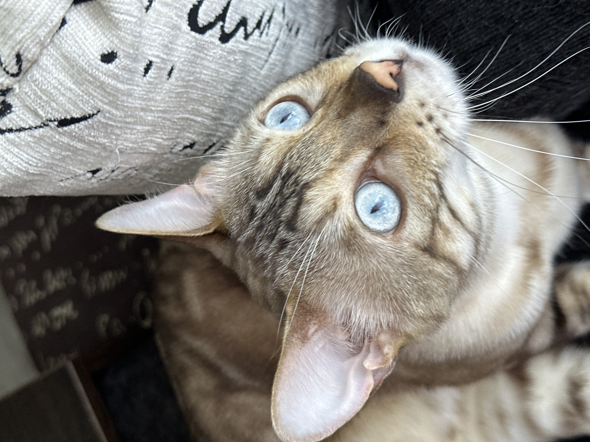 A close-up, high-angle shot shows a light brown Bengal cat with striking blue eyes. The cat is positioned on a dark surface, with a textured, light-colored cushion or fabric visible to the right and a dark, out-of-focus background on the left. The cat's head is tilted slightly upwards, and its gaze is directed towards the upper right of the frame. The cat's fur displays tabby markings, particularly on its forehead and around its eyes. The image does not provide any information or context about the city of Energetik, Russia.