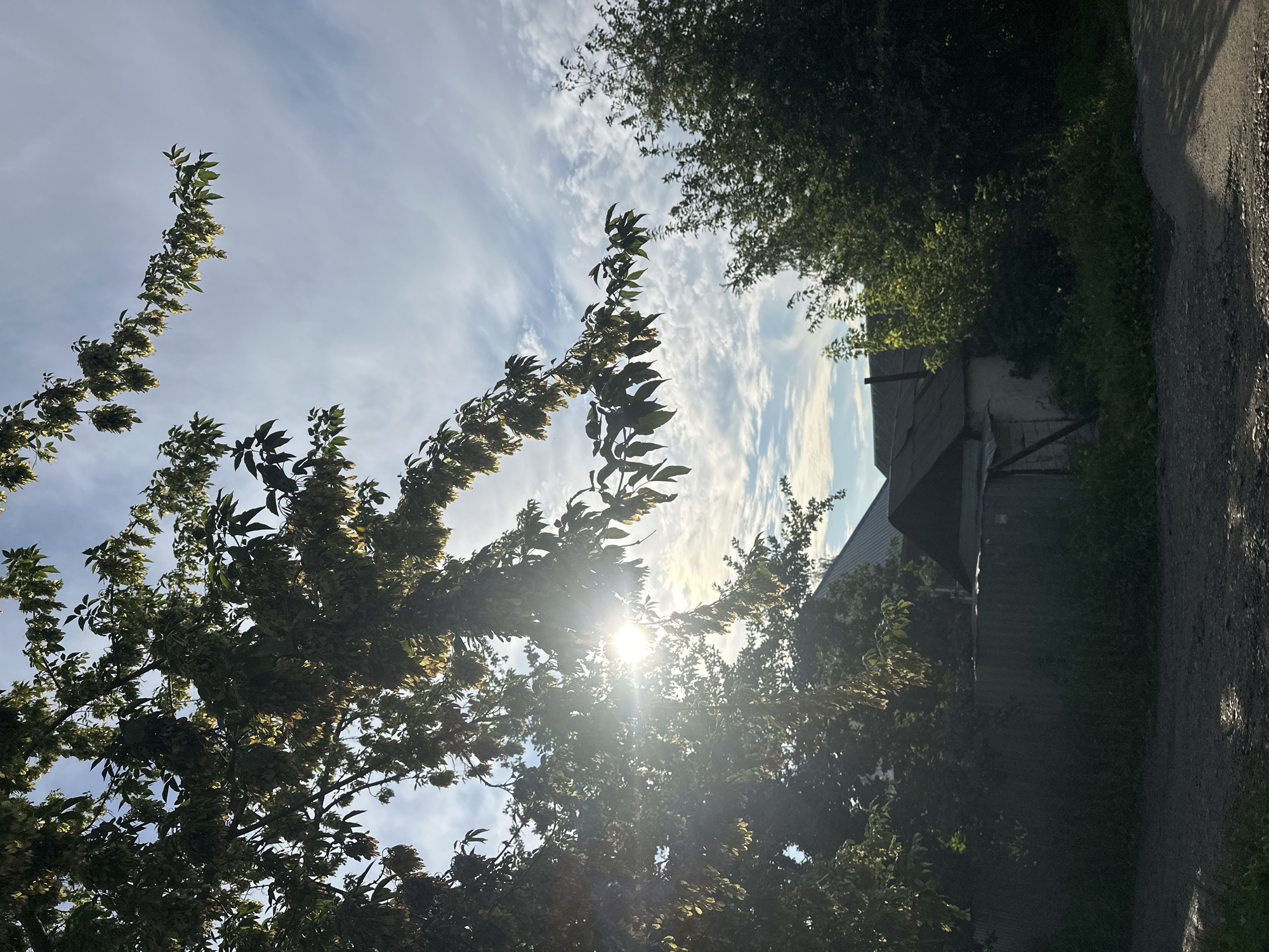 A sunlit outdoor scene, possibly in Biysk, Russia, features foliage in the foreground and partially obscured buildings in the background. The sun is visible behind the leaves of a tree, creating a lens flare effect. The sky above is partly cloudy with wispy white clouds against a pale blue background. In the middle ground, two structures with dark, sloped roofs are visible, one appearing to be a white building with a weathered roof, and another darker, larger structure behind it. A corrugated metal fence runs along the front of the property. The ground in the foreground is a dirt or gravel path, with some greenery and shadows. The overall lighting suggests it is daytime, with the sun low enough to create a strong backlight through the trees.