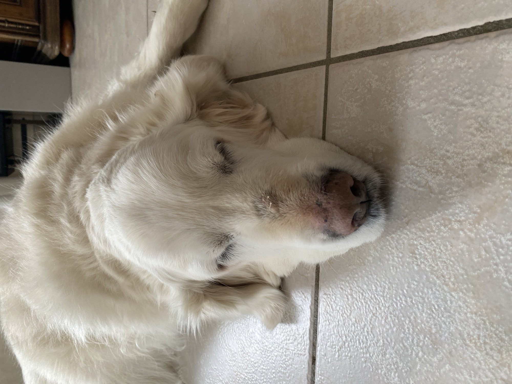 A cream-colored, long-haired dog, likely a Golden Retriever, is lying on a tiled floor. The tiles are light-colored and rectangular. The dog is positioned with its head towards the right side of the frame. Its eyes are closed, suggesting it is sleeping or resting. There is furniture visible in the upper left corner of the image. The scene is indoors. No people are visible. There is no indication of the city of Truchtersheim, France.