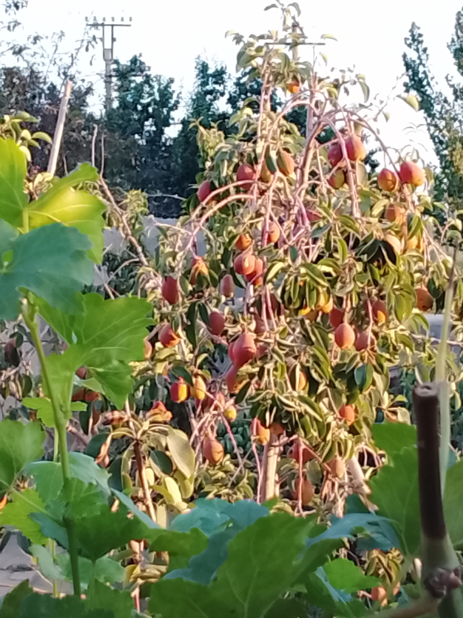 A full shot captures a persimmon tree laden with ripe, orange fruit. The tree is positioned in the foreground, its branches arching under the weight of the persimmons. The leaves are a vibrant green, some catching the sunlight. In the background, other trees and foliage are visible, along with a utility pole. The sky above is bright and clear, suggesting a sunny day. The scene appears to be an orchard or garden in Qoraqosh, Uzbekistan.
