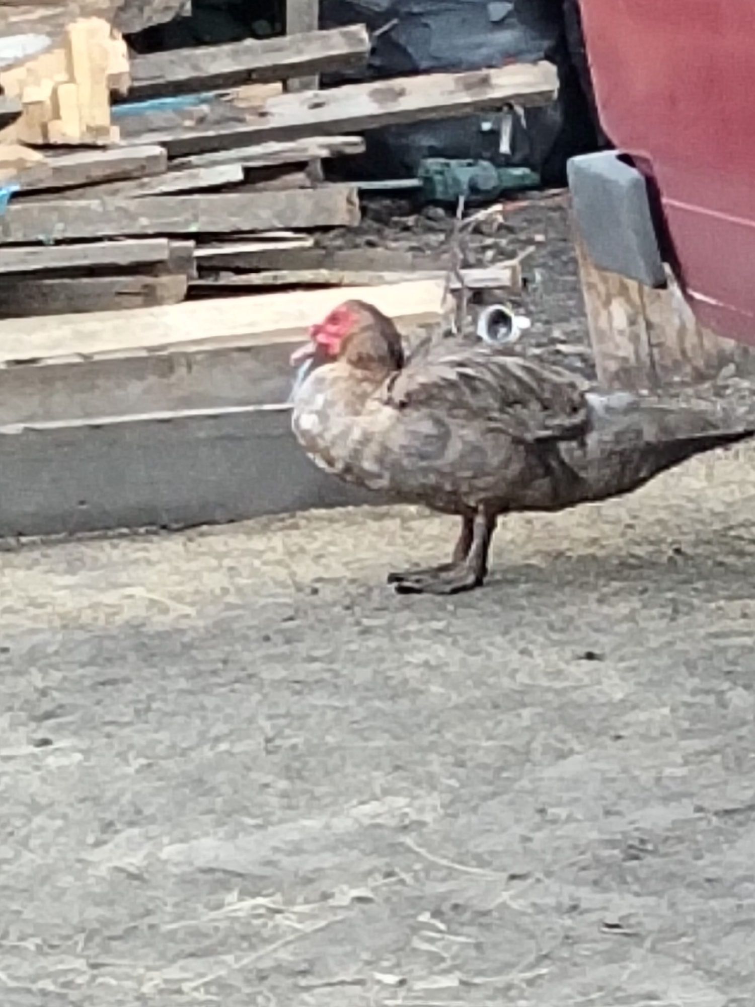 In Ustyvytsia, Ukraine, a Muscovy duck stands on a gravelly surface, facing left. The duck has mottled brown and gray feathers, a red wattle on its face, and a prominent red comb atop its head. Behind the duck, a stack of weathered wooden planks is visible, some leaning against a red structure. A white mug with a black interior and a blue and green machine are also present in the background, along with a grey mud flap attached to the red structure. The ground is composed of gray gravel with scattered debris.