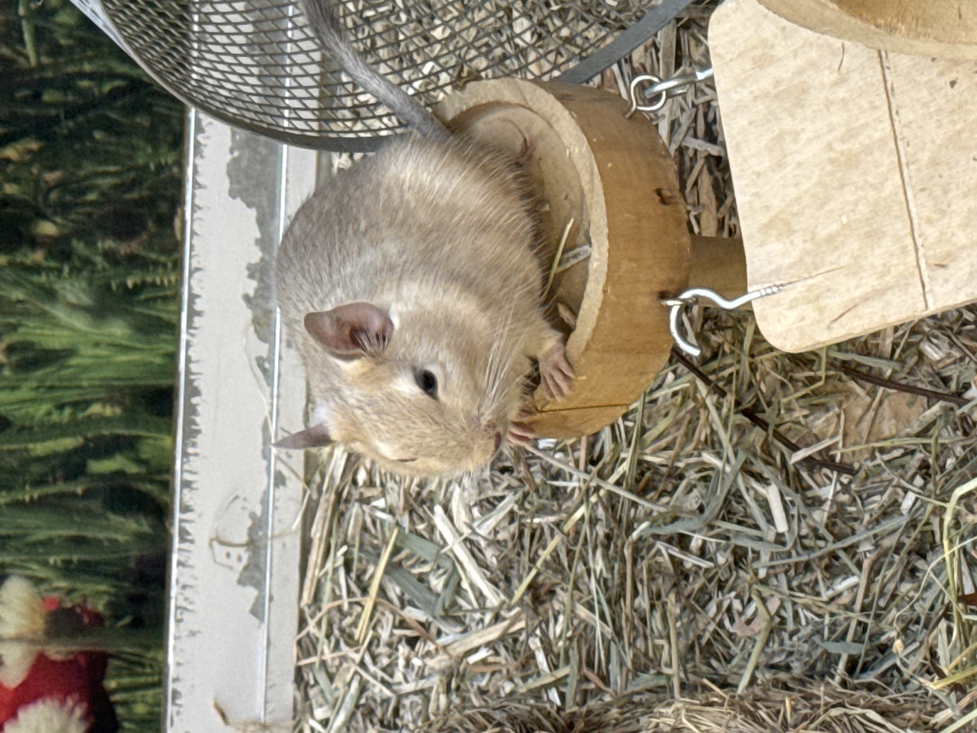 A light brown rodent, likely a degu, sits partially inside a hollowed-out wooden tube, secured with metal loops. The tube and rodent are resting on a bed of dried grass and straw. A wire mesh structure is visible above the rodent, possibly part of a cage. The left edge of the frame shows part of a metal cage and blurred green vegetation in the background. Based on the source data, this image was taken in Villebon-sur-Yvette, France.