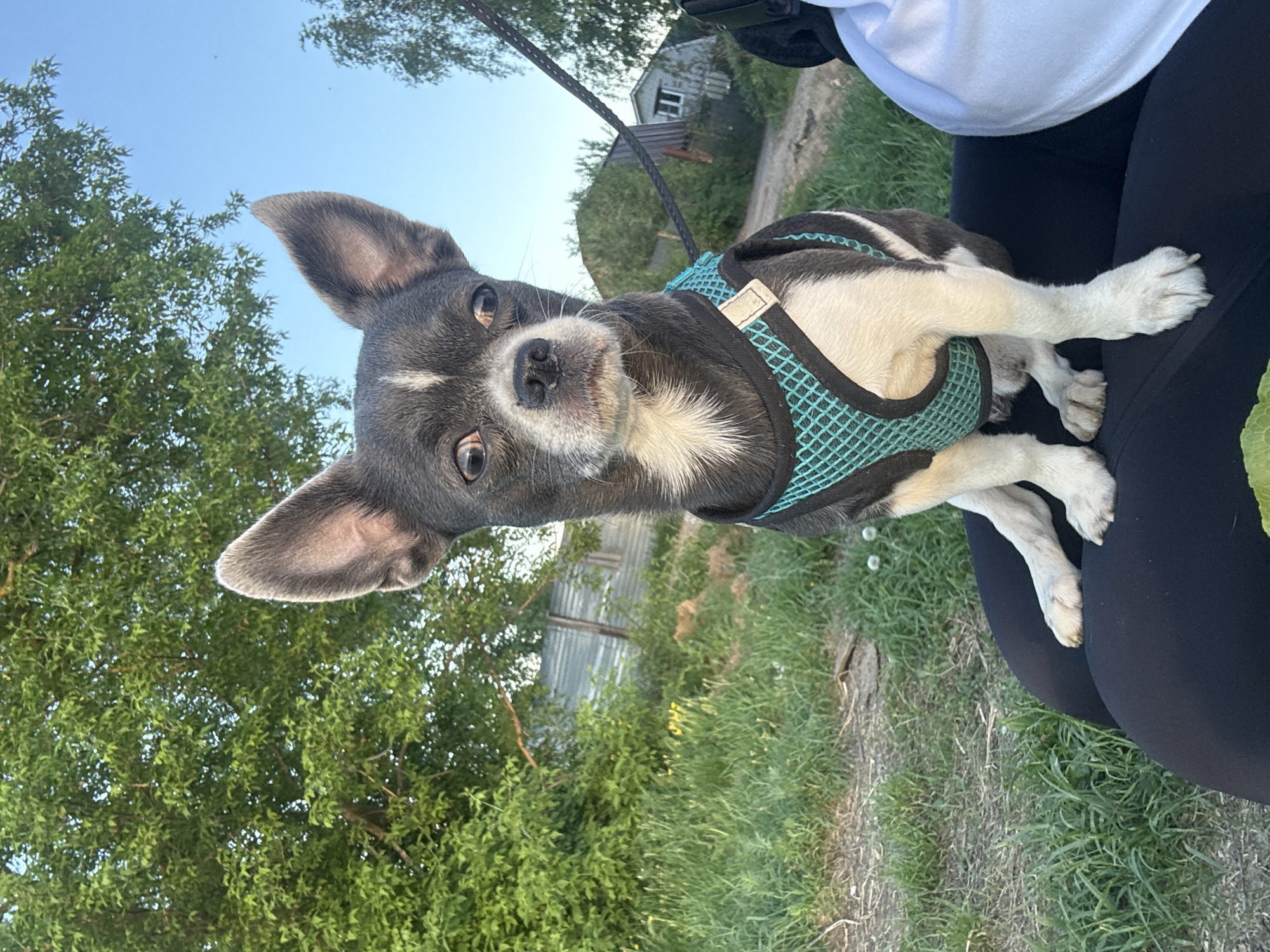 A medium, slightly angled close-up shot shows a gray and white short-haired Chihuahua dog with large, pointed ears, wearing a teal mesh harness and black leash. The dog is sitting on a person's lap. The person is wearing black leggings and a white top. The background includes greenery, a tree, grass, and what appears to be a building or structure in the distance. The location of the photograph cannot be verified as Nizhny Novgorod, Russia, based on the image alone.