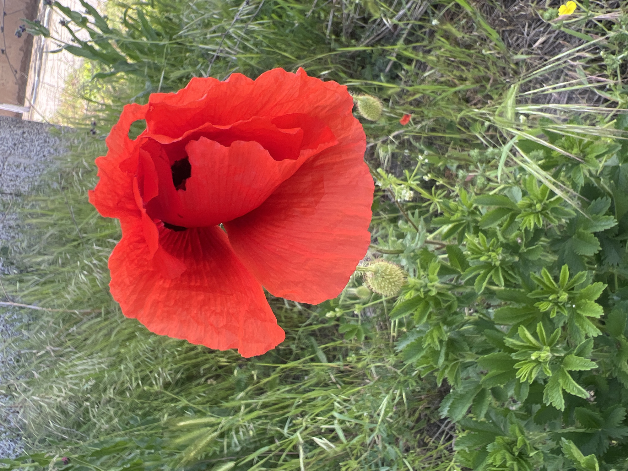 A close-up, slightly overhead shot shows a vibrant red poppy in full bloom, situated among tall grass and assorted green foliage. The poppy's petals are ruffled and partially unfurled, revealing a dark center. The surrounding vegetation includes different textures and shades of green. The upper left portion of the image also shows parts of a concrete-like structure. The exact location is difficult to infer from the image, other than it being in the city of Zelenikovo, Bulgaria, in an area with abundant plant life, possibly a garden or meadow near a building structure.