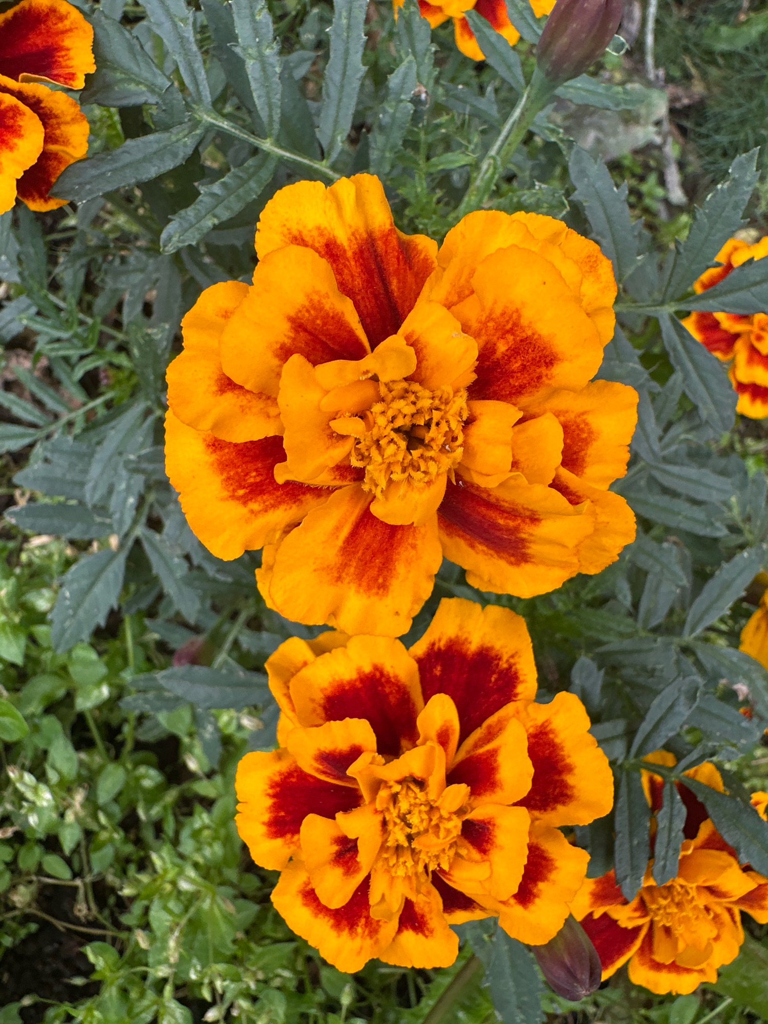 In the city of Vidnoye, Russia, a close-up shot captures a cluster of marigolds. The foreground is dominated by two vibrant orange and red marigold blossoms, their petals unfurling in a dense, ruffled formation. The larger bloom, positioned slightly above and to the left, exhibits intricate detail with its central florets and fiery red streaks radiating outwards on the orange petals. Below it, a second, slightly smaller marigold displays a similar color pattern. The background is a lush tapestry of dark green, serrated marigold leaves, interspersed with hints of lighter green foliage and soft, out-of-focus greenery, suggesting a garden setting. A single, dark purple marigold bud is visible near the stem of the lower blossom, hinting at future blooms. The lighting appears natural, casting soft shadows that accentuate the texture of the petals and leaves.