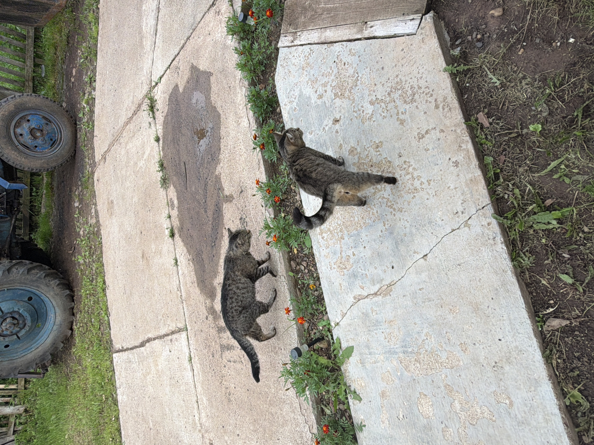 Two tabby cats are on a concrete path outdoors. One cat, in the foreground, is lying on its side with its belly exposed. The second cat is standing and looking away from the camera. Both cats are facing away from each other.
The concrete path appears to be cracked and weathered, with patches of discoloration. To the left of the path is a muddy area with patches of grass and weeds. Two large tractor tires are visible on the far left of the image, one is blue and the other is black.
To the right of the concrete path is a strip of green plants with small orange flowers, likely marigolds. Beyond the plants is dark soil with some dry leaves and sparse green growth.
The lighting suggests it is daytime, with shadows visible on the concrete path. The overall impression is a rural or semi-rural setting. There is no visible text in the image. The weather appears to be overcast or the lighting is diffused, as there are no harsh shadows. The cats appear relaxed in their environment.