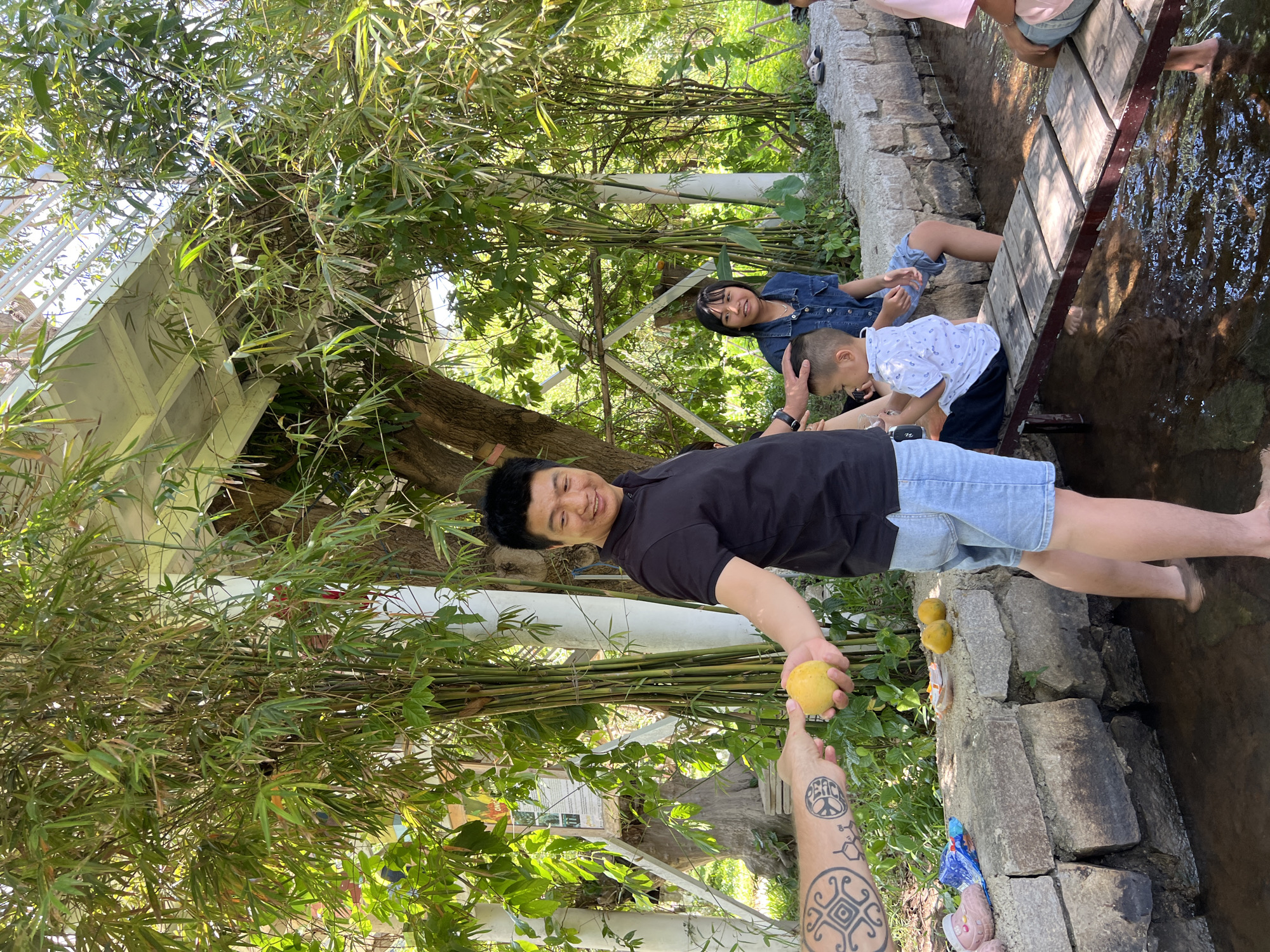 This image captures an outdoor scene in Nam Cam Ranh, Vietnam, where individuals are engaging with nature and each other in a relaxed setting. A man with short black hair, wearing a black polo shirt and denim shorts, stands barefoot in shallow water. He extends his left arm, holding a yellow, spherical fruit, towards another person whose tattooed forearm reaches in from the left to receive it. The visible tattoos on the forearm include a circular geometric pattern and a molecular structure. The man's right hand is slightly open, and he is smiling.
To his right, a woman in a denim shirt sits on a low stone wall, with her bare feet submerged in the water. Her gaze is directed towards the right side of the frame. A young boy, wearing a white patterned short-sleeved shirt and dark shorts, sits on a wooden plank bridge over the water, with his back partially to the viewer, his bare feet also in the water. An adult hand is gently placed on the boy's head. Further to the right, a portion of another person, clad in a pink shirt, is visible seated on the wooden plank, with bare feet in the water.
The environment is characterized by dense green foliage, predominantly bamboo stalks, creating a natural canopy. White metal structural elements, possibly part of a walkway or building, are visible through the leaves in the upper portion of the image. The shallow water flows alongside a raised stone wall. On this wall, several more yellow fruits, a blue plastic wrapper, and a pink child's shoe are placed. A blurred informational sign is partially visible amidst the foliage in the background, behind the central man. The scene is illuminated by natural light, suggesting a sunny day with dappled sunlight.