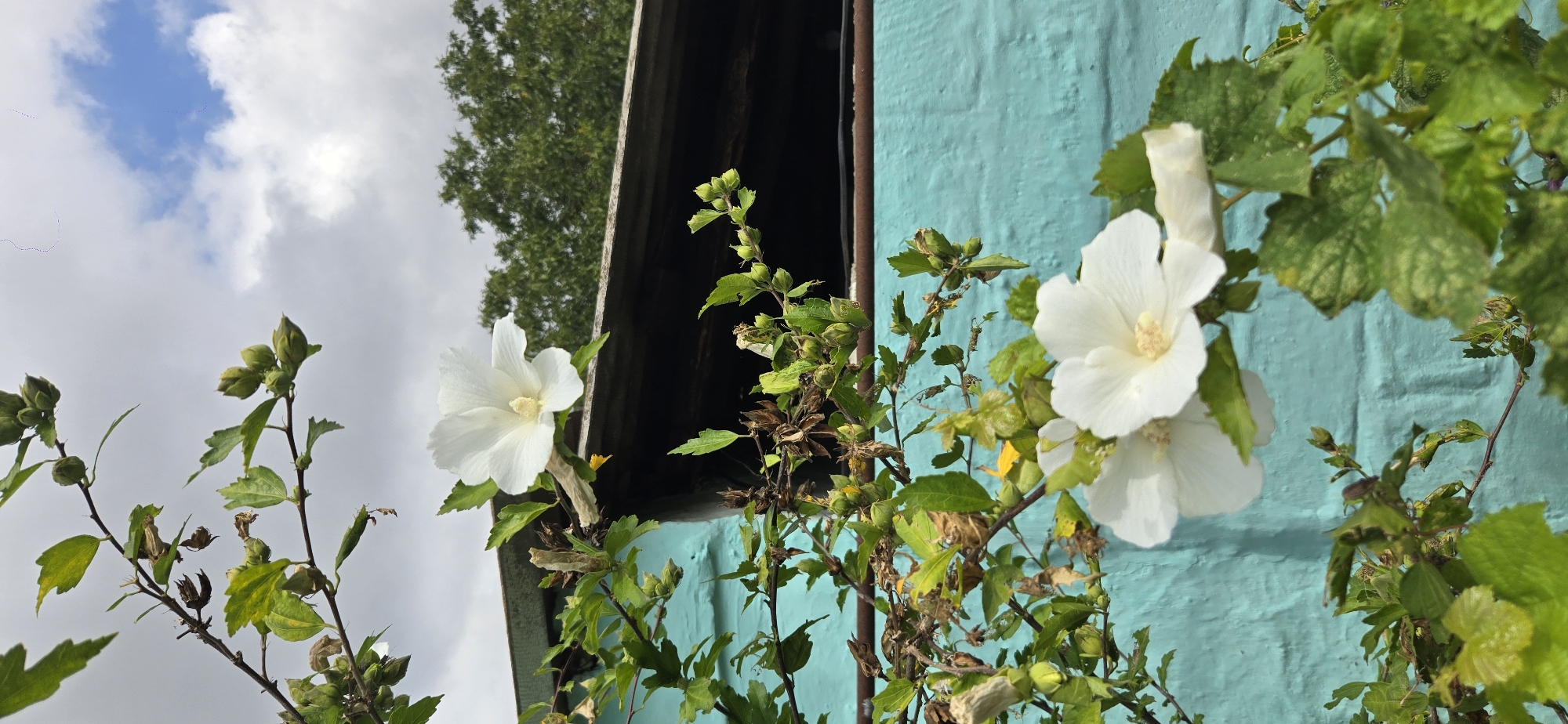 A close-up, vertical shot captures a flowering plant with white blossoms in front of a textured, turquoise-painted brick wall. The plant's branches, adorned with green leaves and numerous buds, extend into the frame from the left and bottom. One delicate white flower, with a yellow center, is prominently featured in the upper portion of the image, positioned above a dark, angled wooden structure. Another cluster of white flowers is visible in the lower right, slightly out of focus. The background reveals a cloudy sky with patches of blue. The setting appears to be outdoors, possibly in a garden or yard. There are no people or animals present in the image.