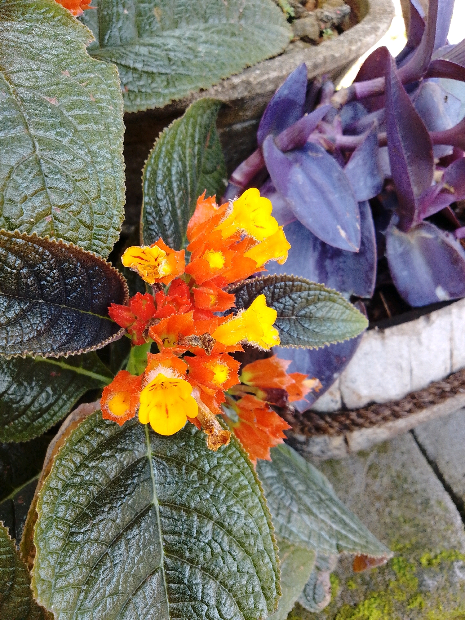 A cluster of vibrant orange and yellow flowers with fuzzy yellow centers is in full bloom. These flowers are growing on a plant with large, dark green, textured leaves. In the background, a plant with striking purple leaves adds a contrasting splash of color. The scene appears to be in an outdoor setting, possibly a garden or a park, with stone pavers visible beneath the plants, suggesting an urban environment like Cikal, Indonesia. The lighting suggests it is daytime. No people are present in the image.
