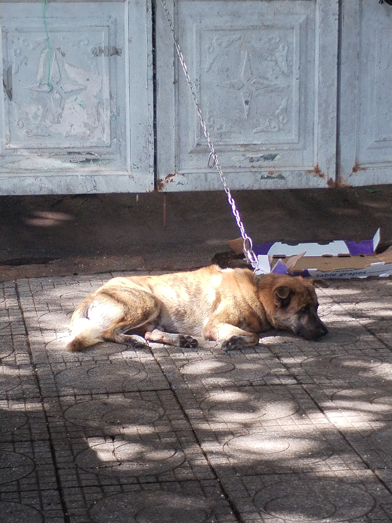 A medium-sized, short-haired dog, with brown and dark patterned fur, is captured lying calmly on a paved surface under bright sunlight. The dog is resting on its side, facing towards the right of the frame, with its head lowered and paws tucked. A shiny metal chain is visible, attached to a collar around the dog's neck, extending upwards and out of view, suggesting it is tethered.
In the background, behind the dog, are two old, light-colored wooden doors, possibly painted light grey or faded blue, which show signs of wear, peeling paint, and rust stains at their base. The doors have distinct square paneling. Below the doors, on a darker ground area, a flattened cardboard box is visible. The box features purple and white markings, with the words "table grapes" clearly printed on it.
The dog is positioned on grey concrete tiles that have a circular or swirled design within each square. Strong, natural light illuminates parts of the scene, creating bright highlights on the dog's fur and the chain, and casting distinct, mottled shadows across the tiled ground. These shadows suggest light filtering through an overhead obstruction. The scene takes place during the daytime, likely outdoors in an urban or residential area, such as Nha Trang Ward, Vietnam. The dog appears relaxed and still, seemingly resting.
