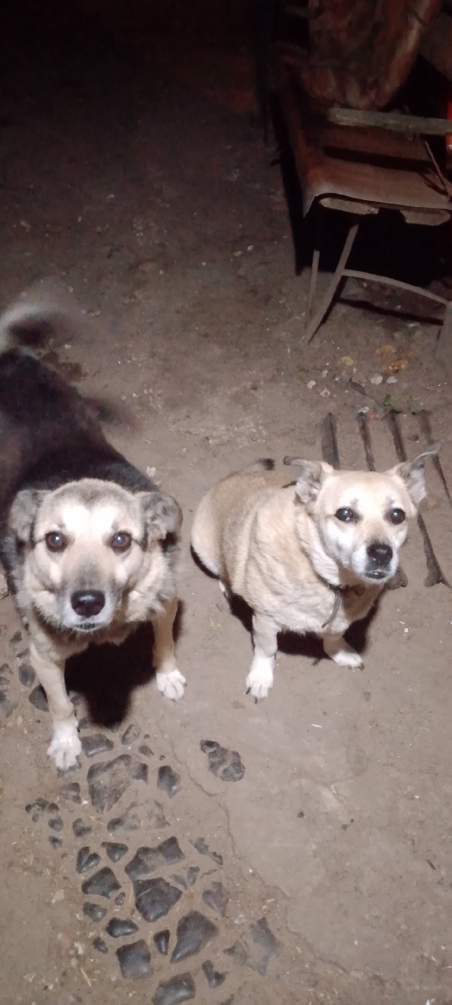 Two dogs are standing on a dirt ground in an outdoor area. The dog on the left is mostly dark brown with some lighter fur on its face and chest. It is looking directly at the camera. The dog on the right is a lighter tan color and is also looking at the camera. The ground appears to be uneven and contains scattered stones. In the background, a metal chair or table is visible, as well as some debris on the ground. The lighting suggests it is nighttime or a dark, overcast day.