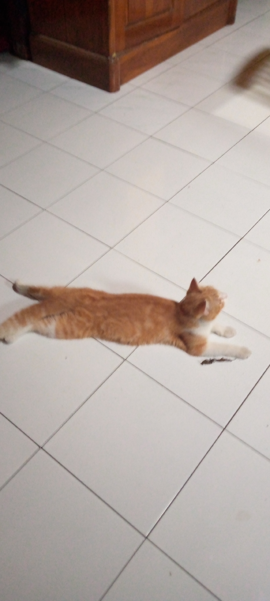 An orange and white cat is stretched out on a tiled floor. The cat's body is mostly orange with white paws and a white chest. It is lying on its side with its legs extended. The floor is made of white tiles with dark grout lines. In the background, a wooden cabinet is visible. The scene appears to be indoors, likely in a home or a similar setting. The location is identified as Sumberwono, Indonesia.