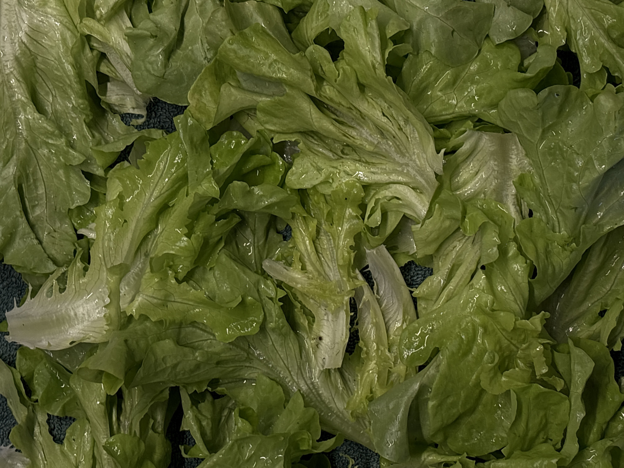 The image shows a close-up view of fresh, green lettuce leaves. The leaves appear to be slightly wet, possibly from washing. No people, subjects, actions, or interactions are visible in the image. The background is obscured by the lettuce. There is no indication of location in the city of Birobidzhan, Russia, or any other location.